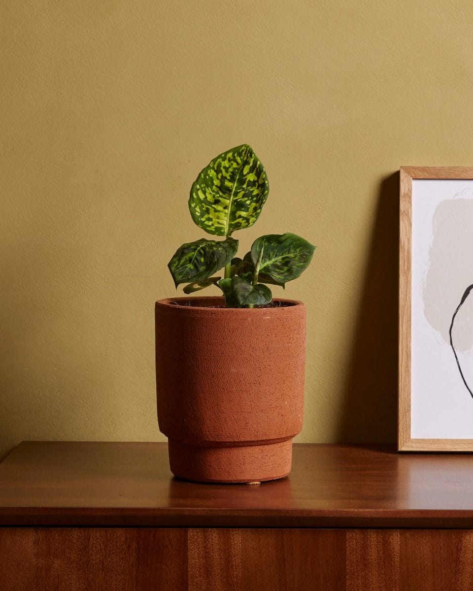 Dieffenbachia Dump Cane Reflector