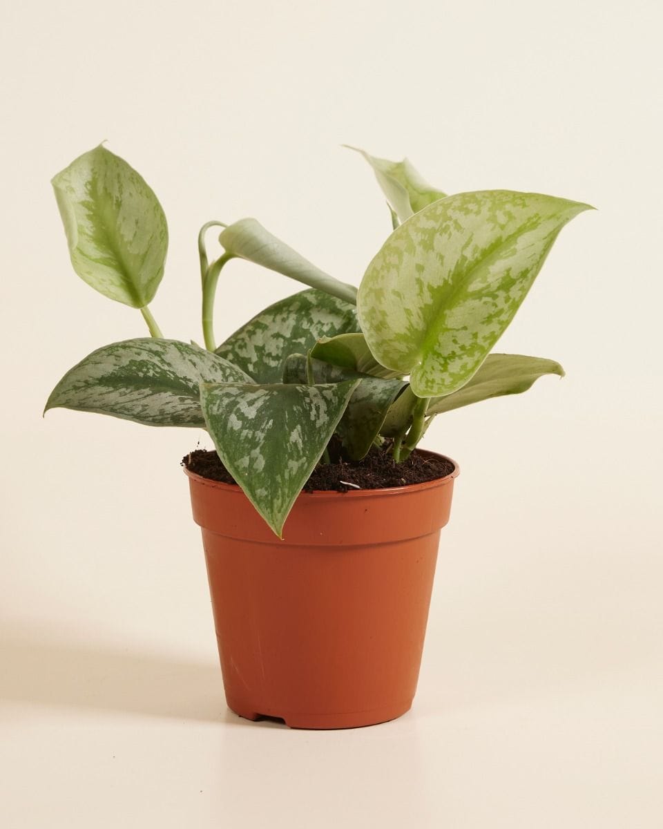 Scindapsus Pictus Trebie