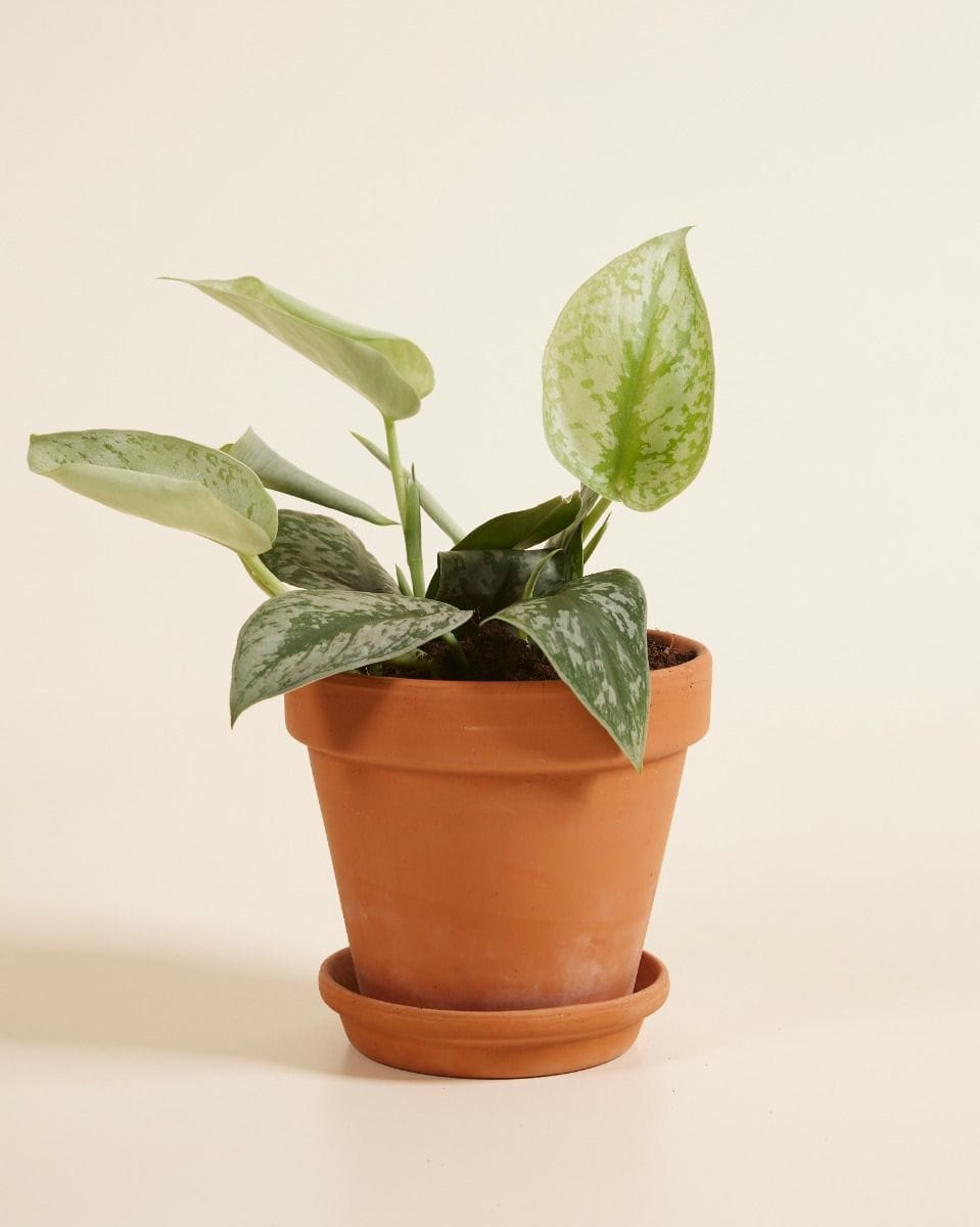 Scindapsus Pictus Trebie