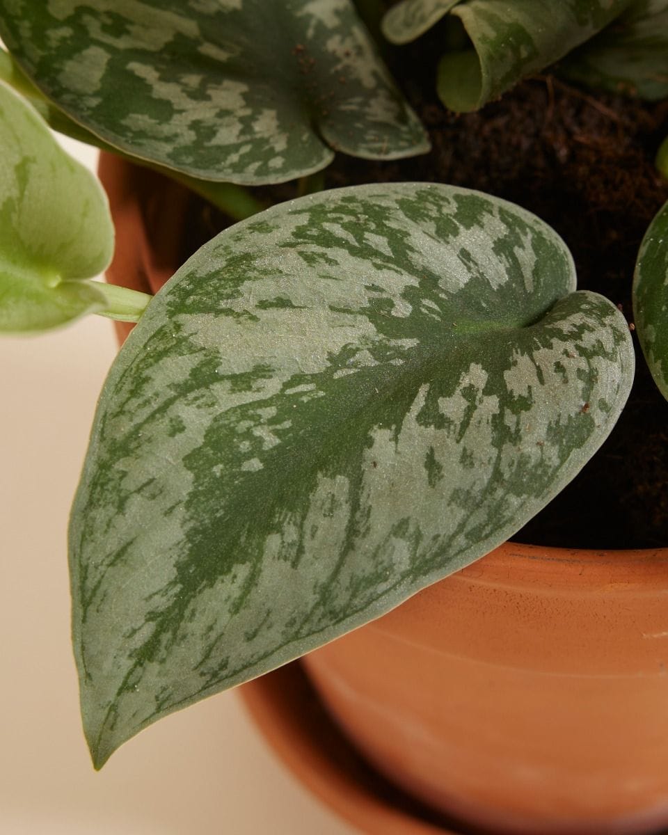 Scindapsus Pictus Trebie