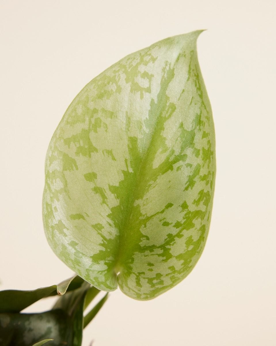 Scindapsus Pictus Trebie
