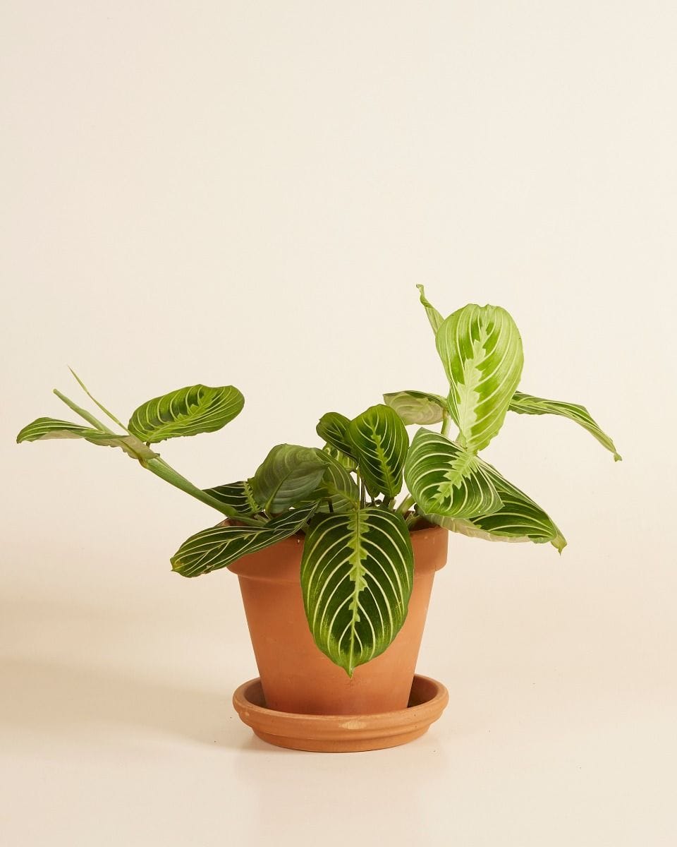 Maranta Prayer Plant Lemon Lime