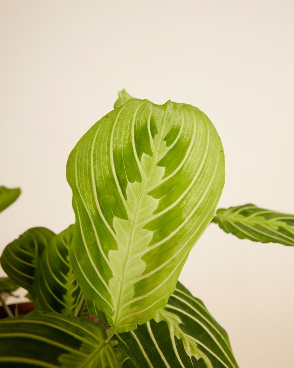 Maranta Prayer Plant Lemon Lime