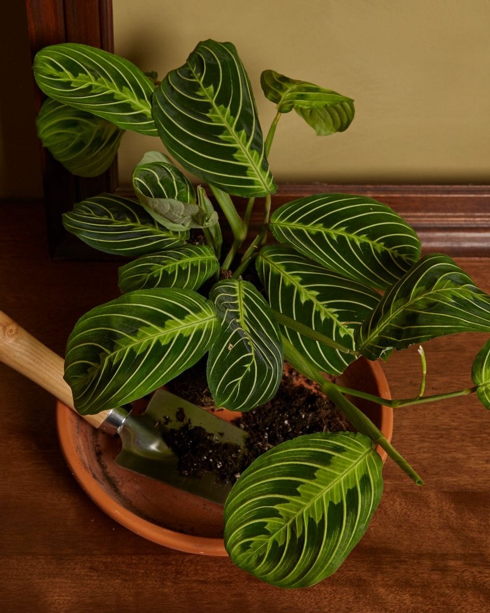 Maranta Prayer Plant Lemon Lime
