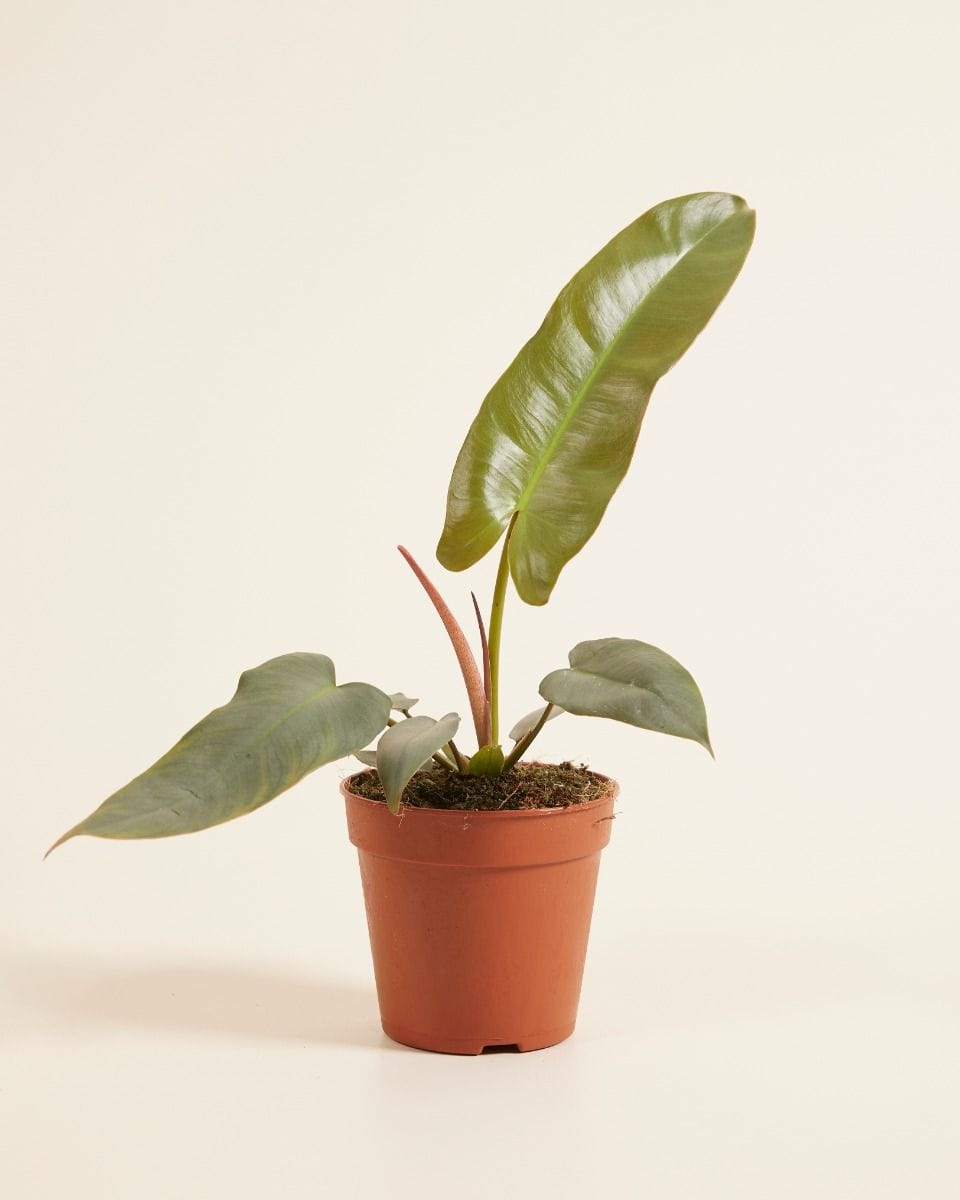 Philodendron Atabapoense