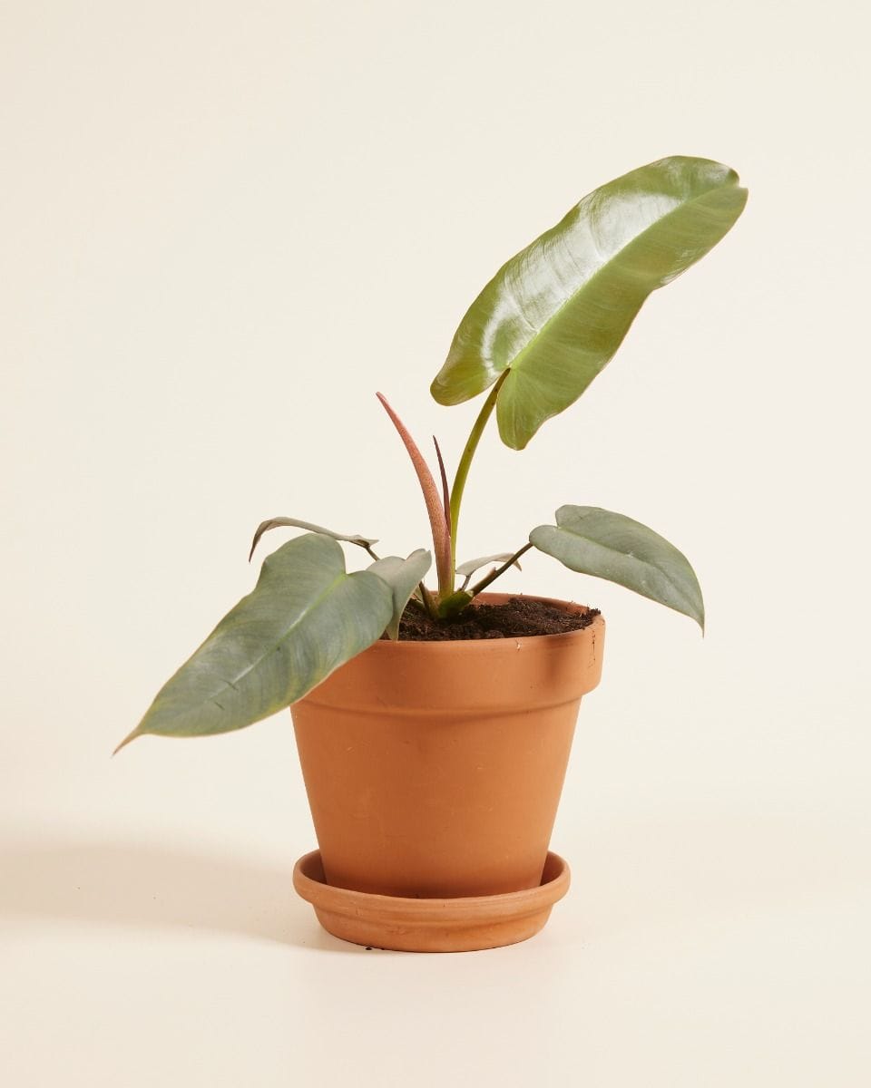 Philodendron Atabapoense