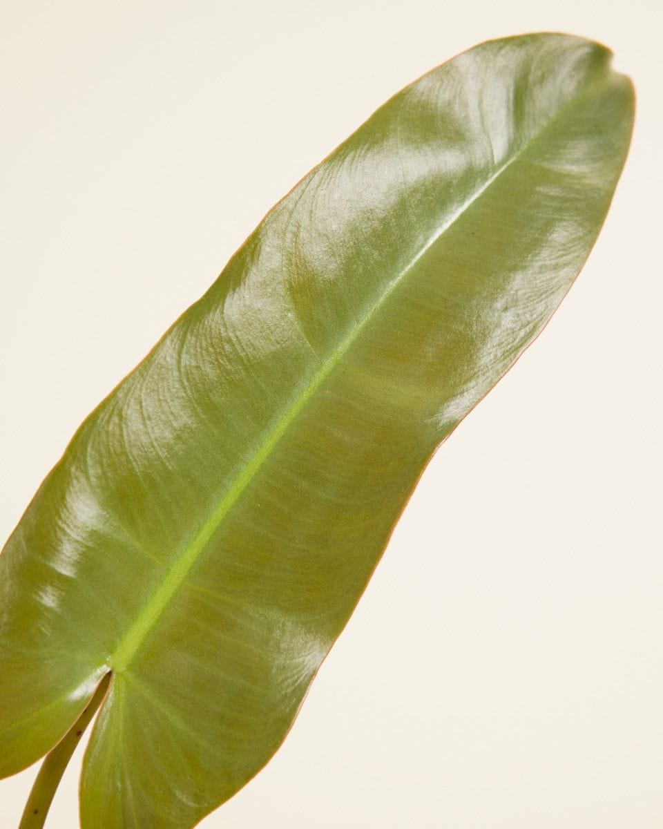Philodendron Atabapoense