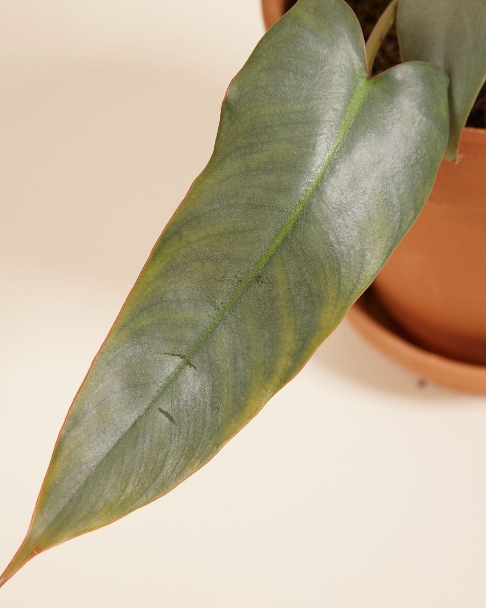 Philodendron Atabapoense