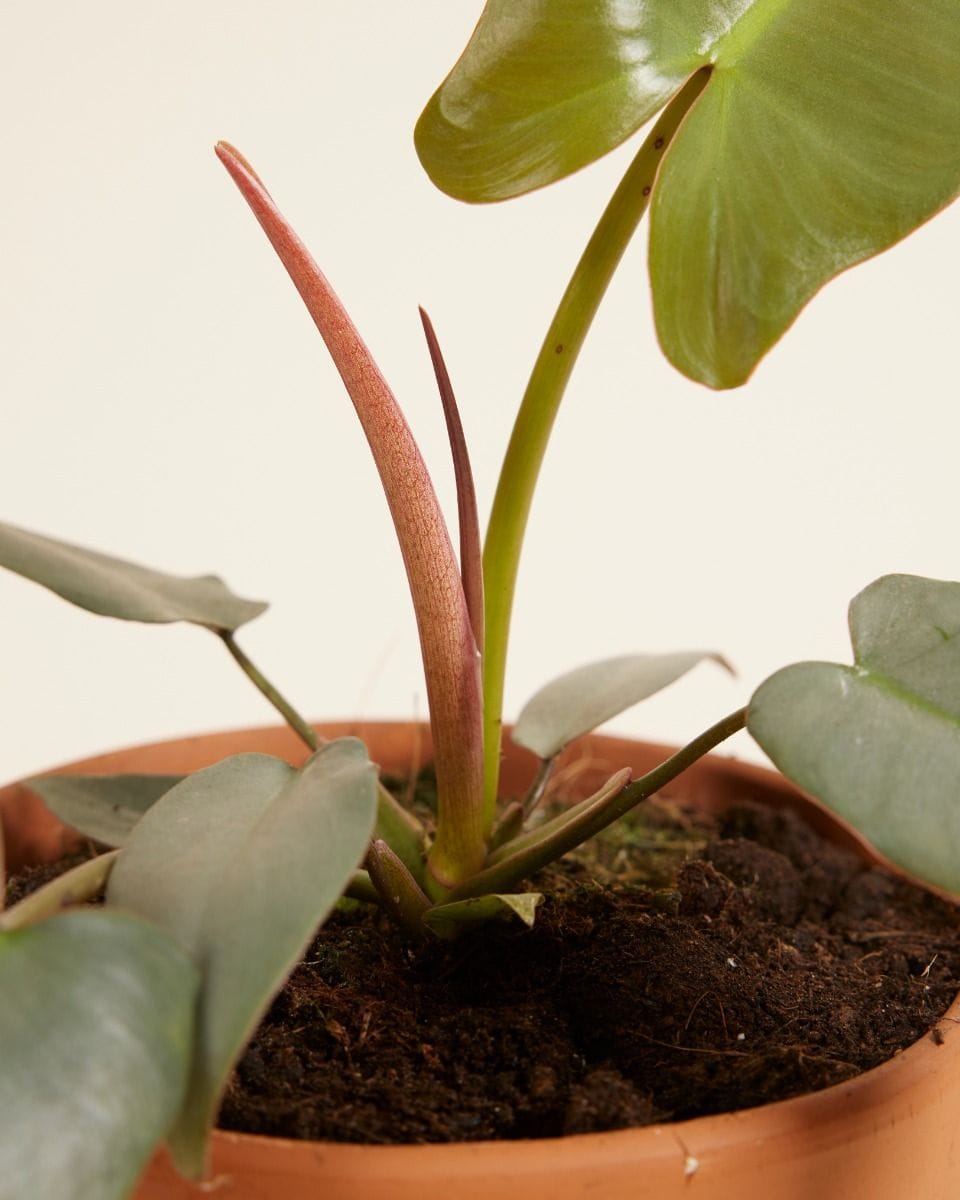 Philodendron Atabapoense