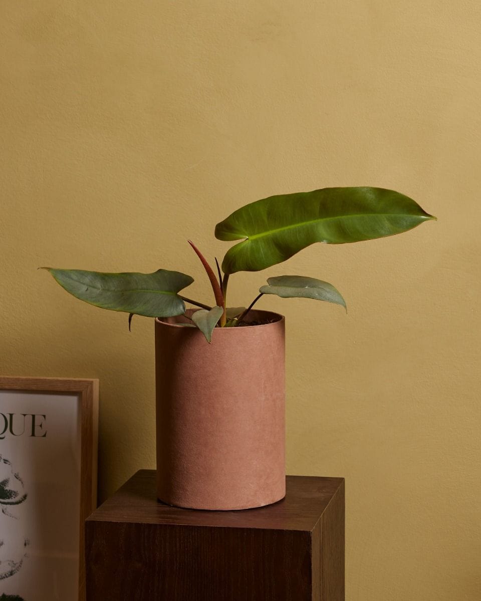 Philodendron Atabapoense