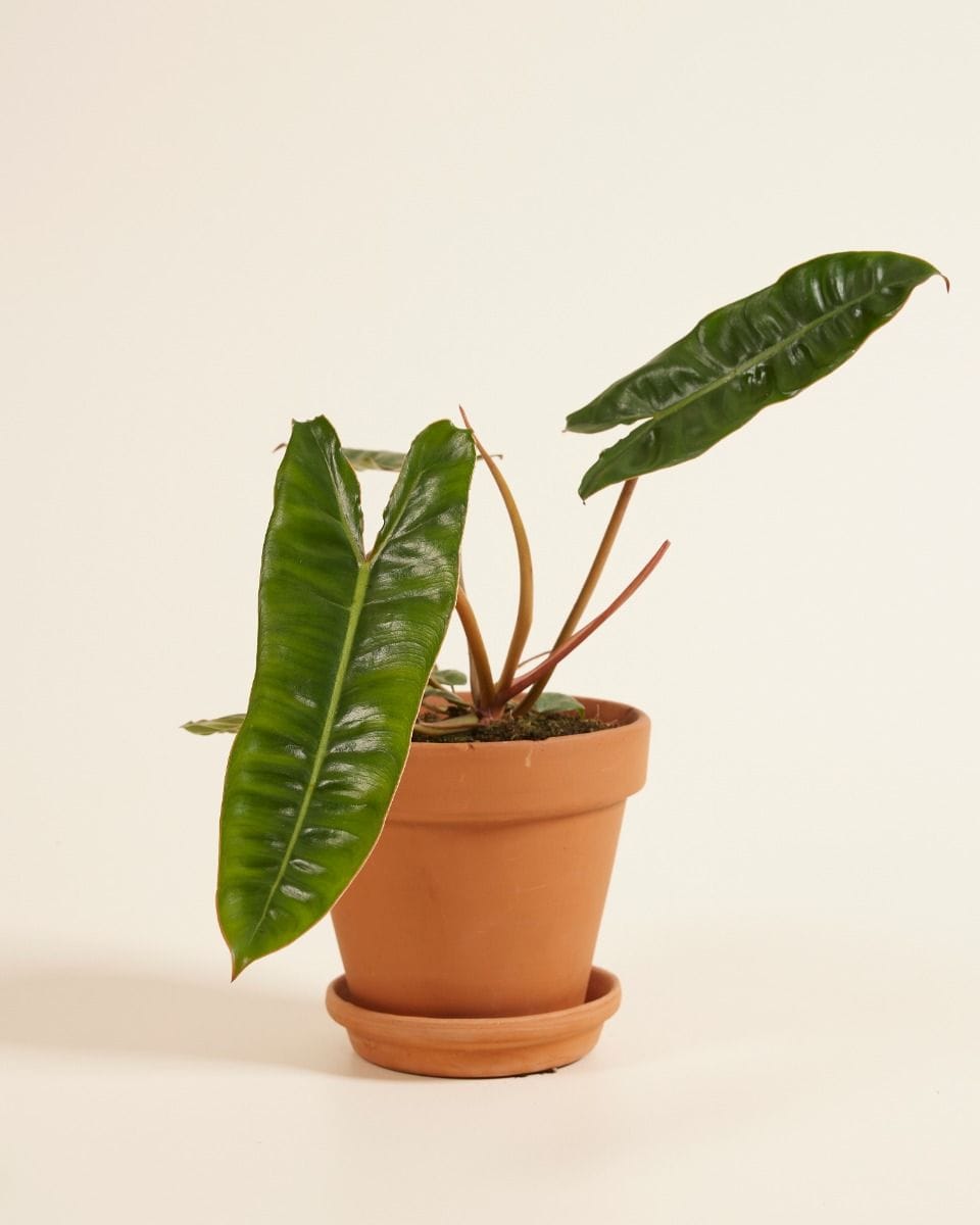Philodendron Billietiae
