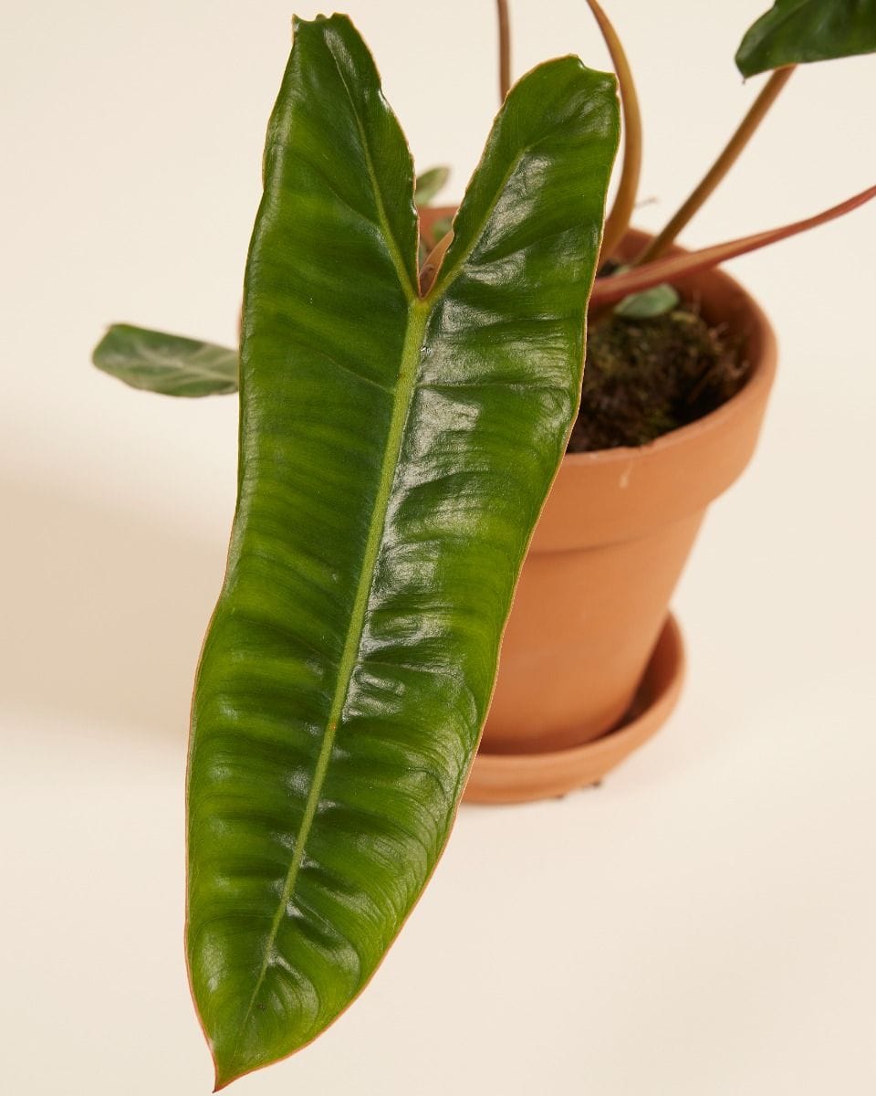 Philodendron Billietiae