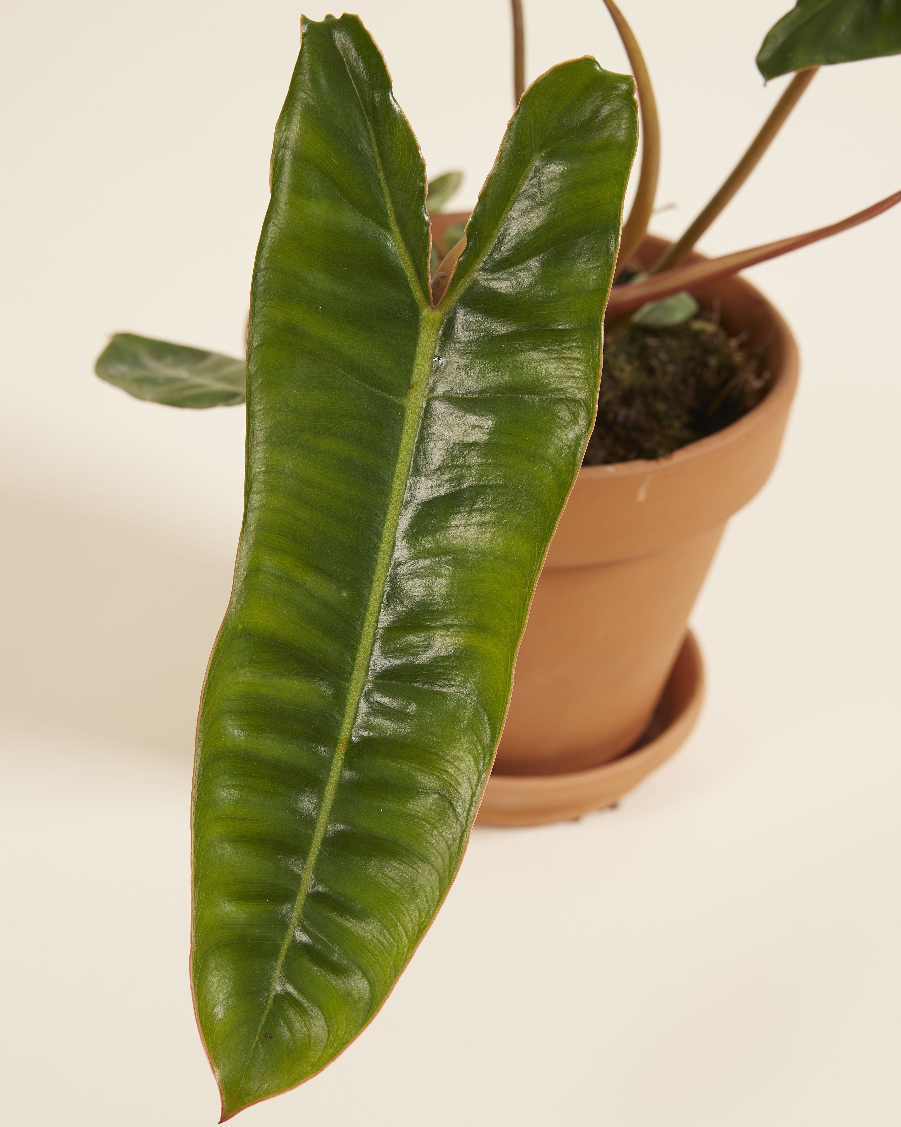 Philodendron Billietiae