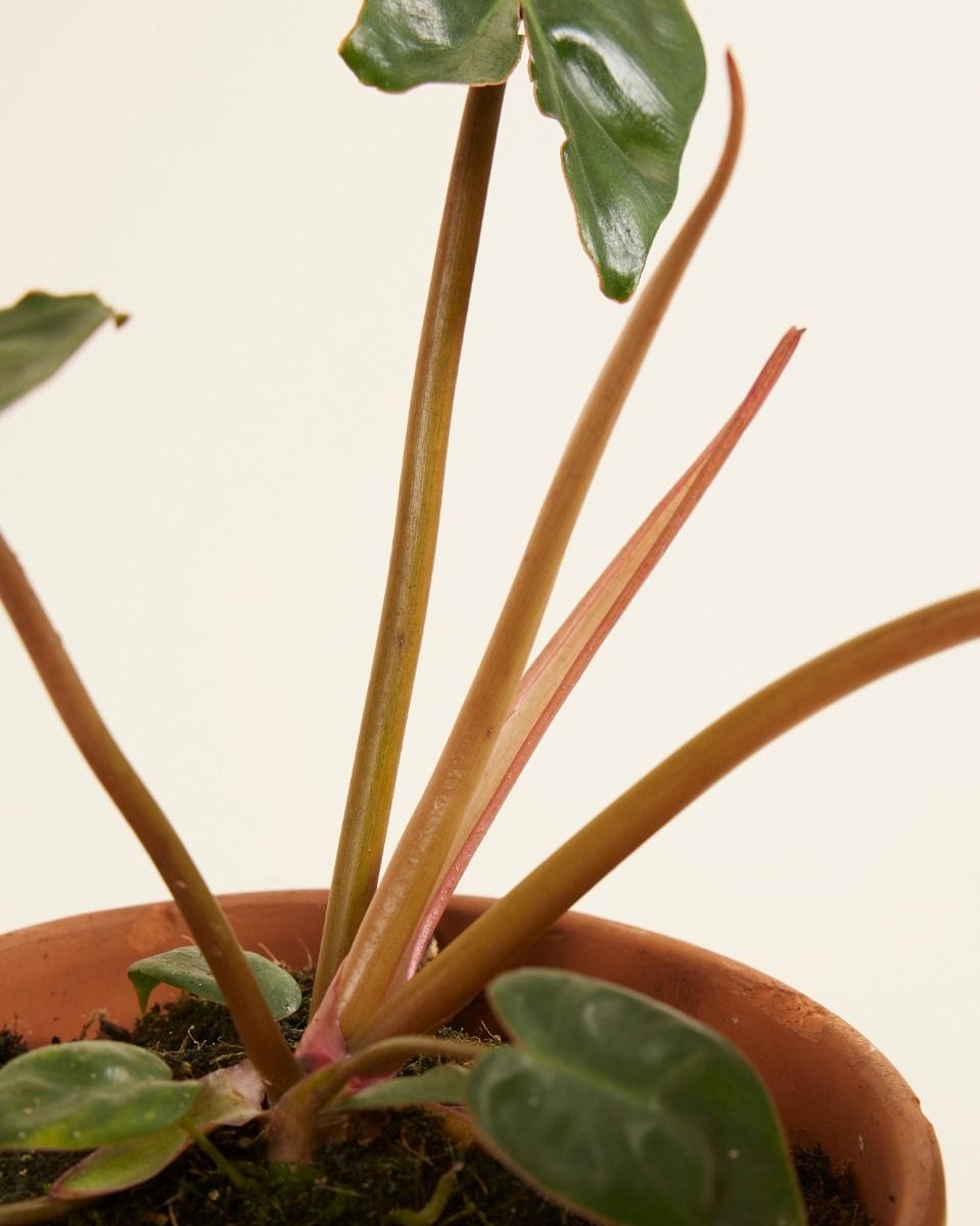 Philodendron Billietiae