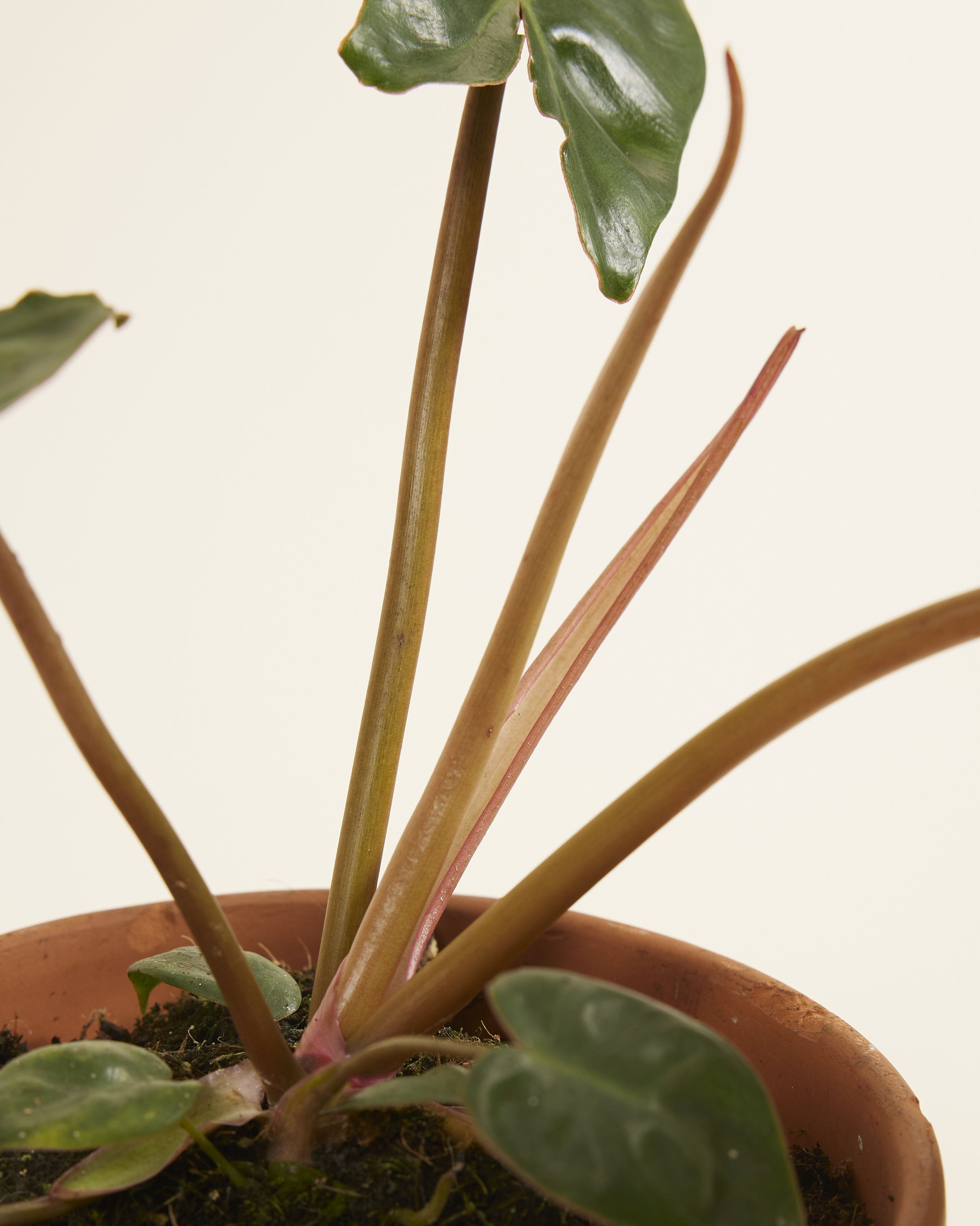 Philodendron Billietiae