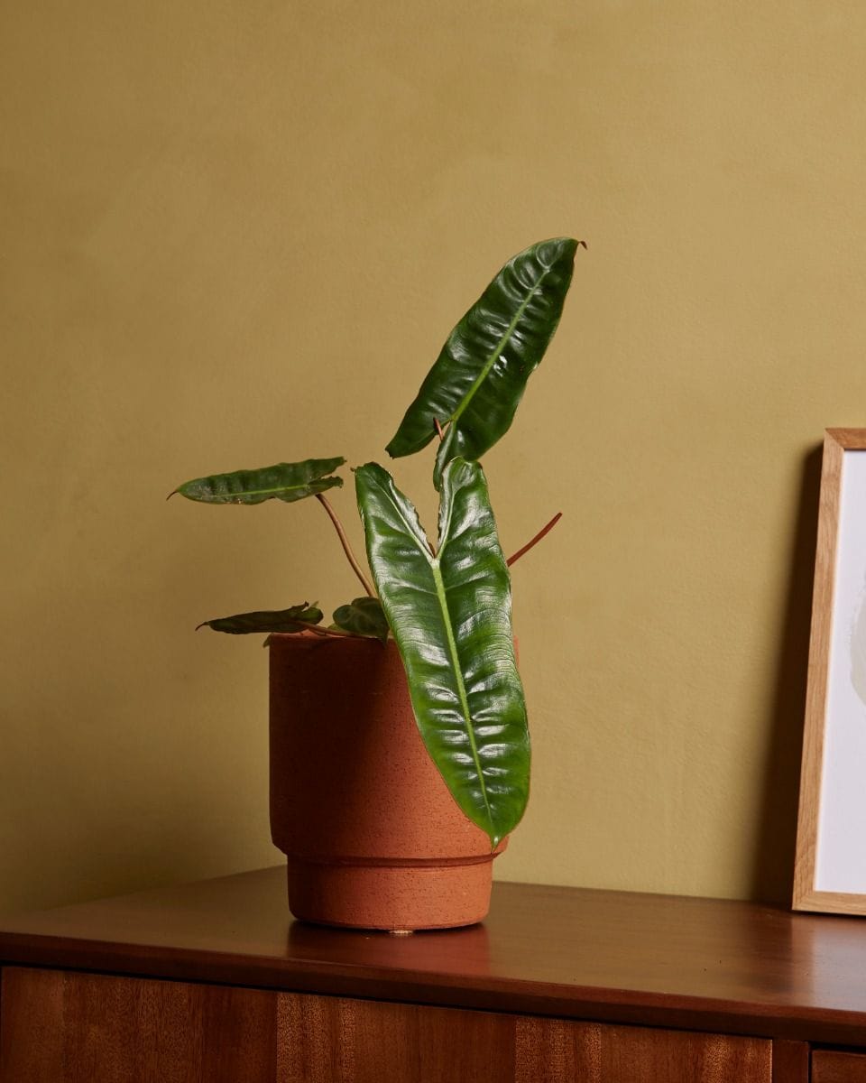 Philodendron Billietiae
