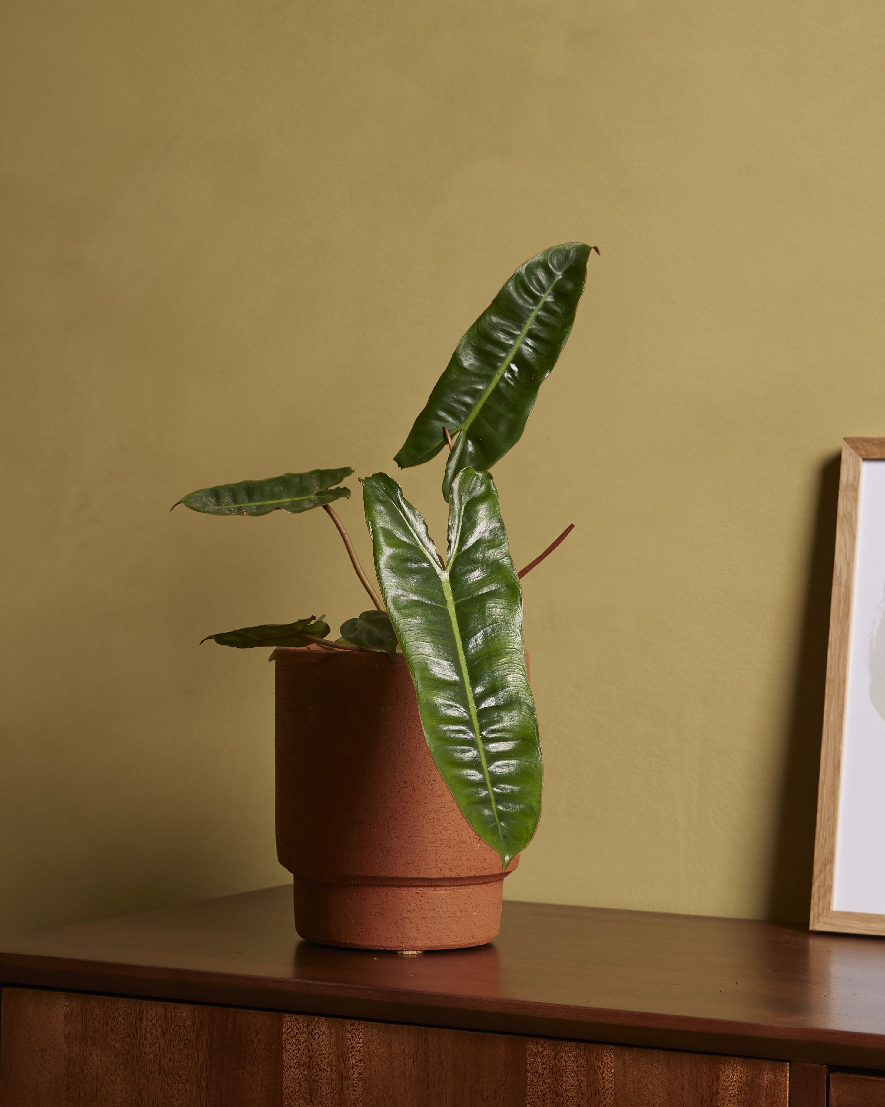 Philodendron Billietiae