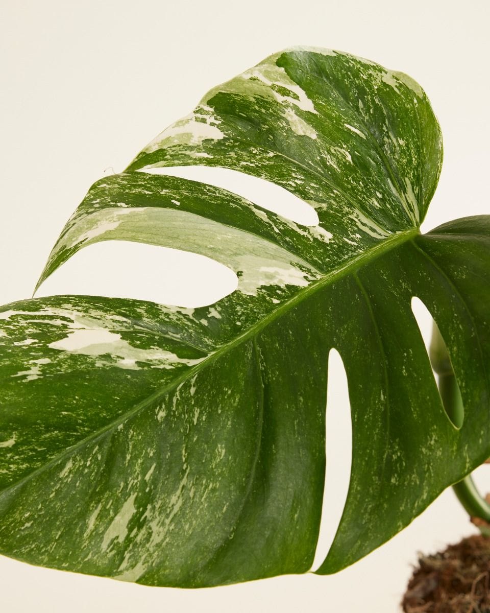 Monstera Deliciosa Variegata (B-grade)