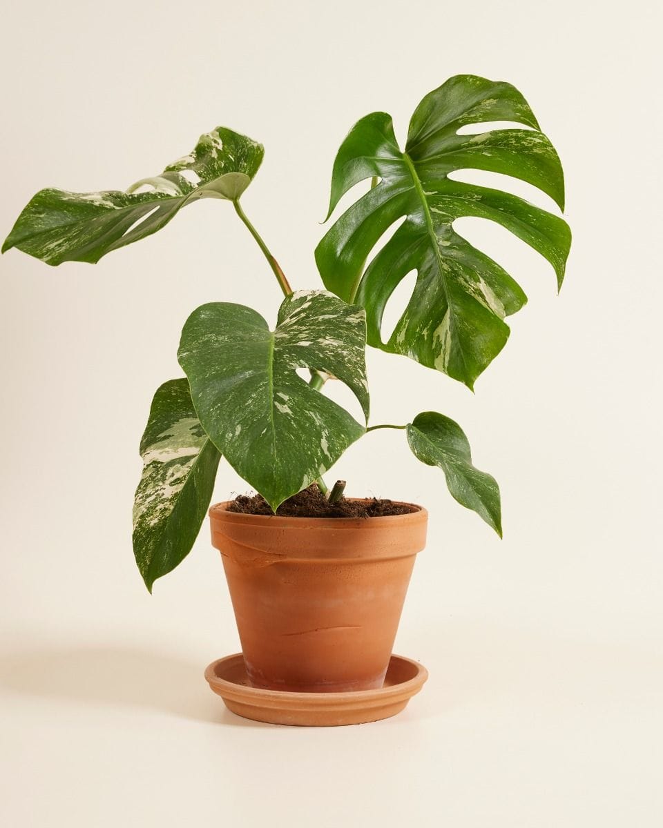 Monstera Deliciosa Variegata (B-grade)