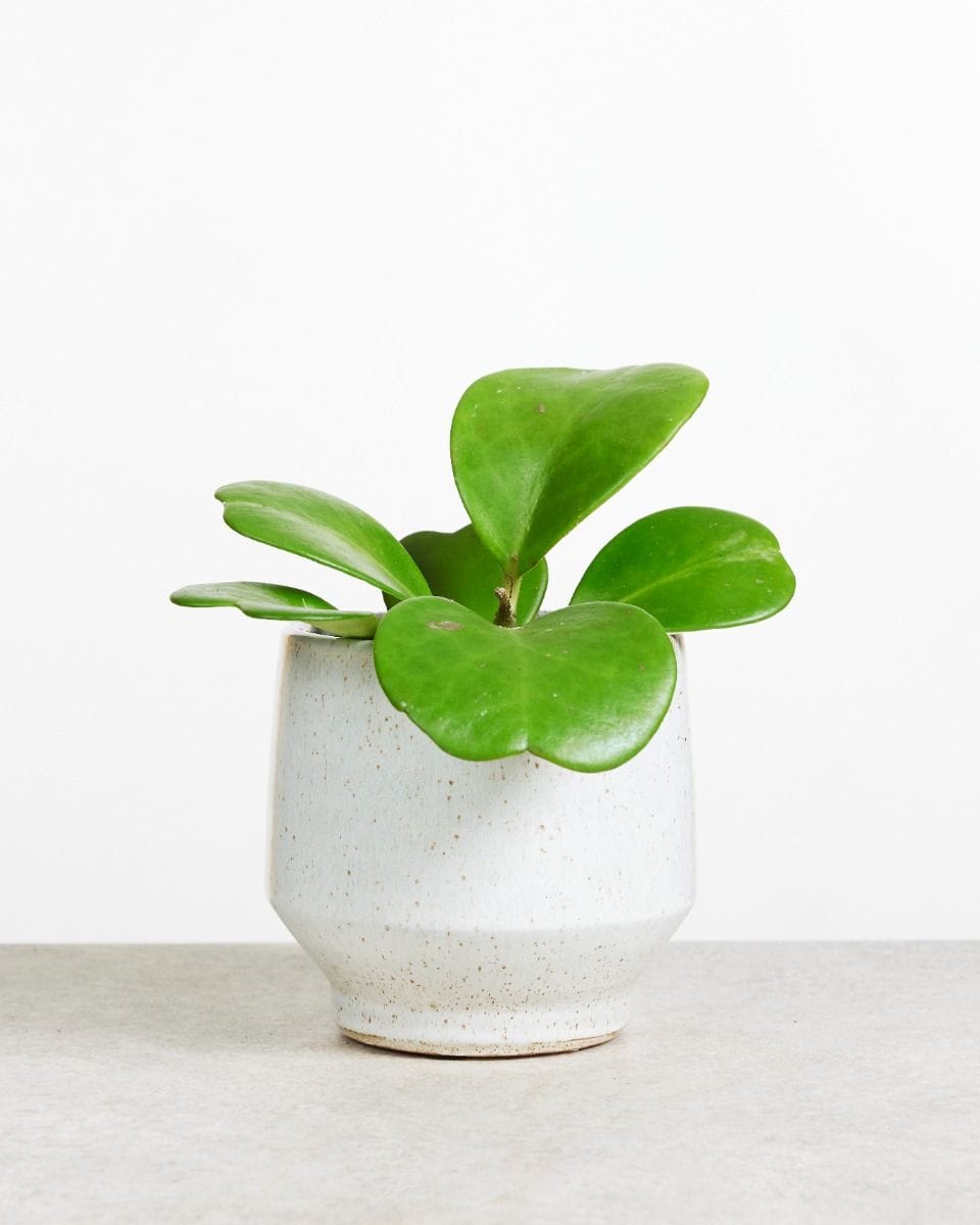 Hoya Kerrii