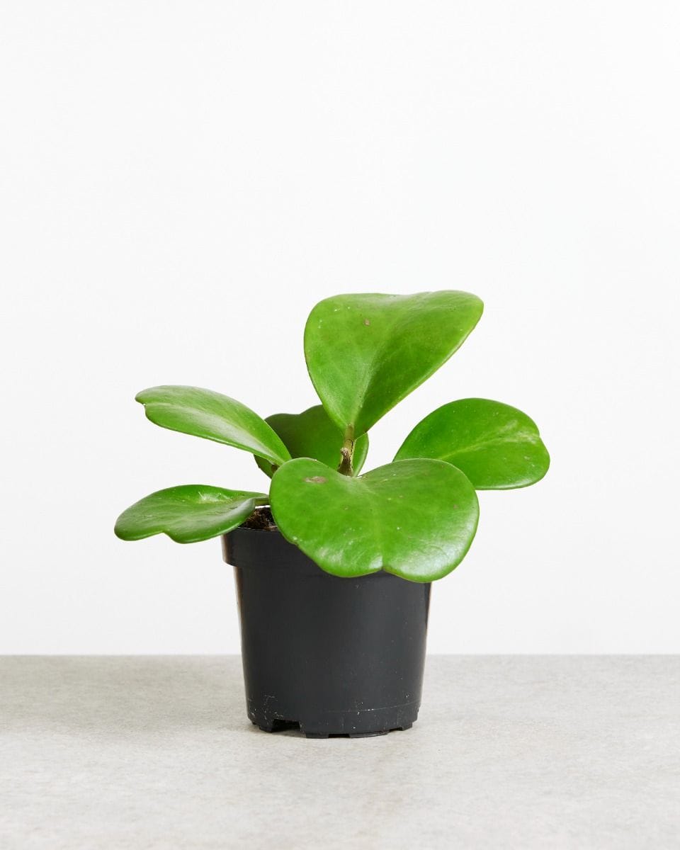 Hoya Kerrii