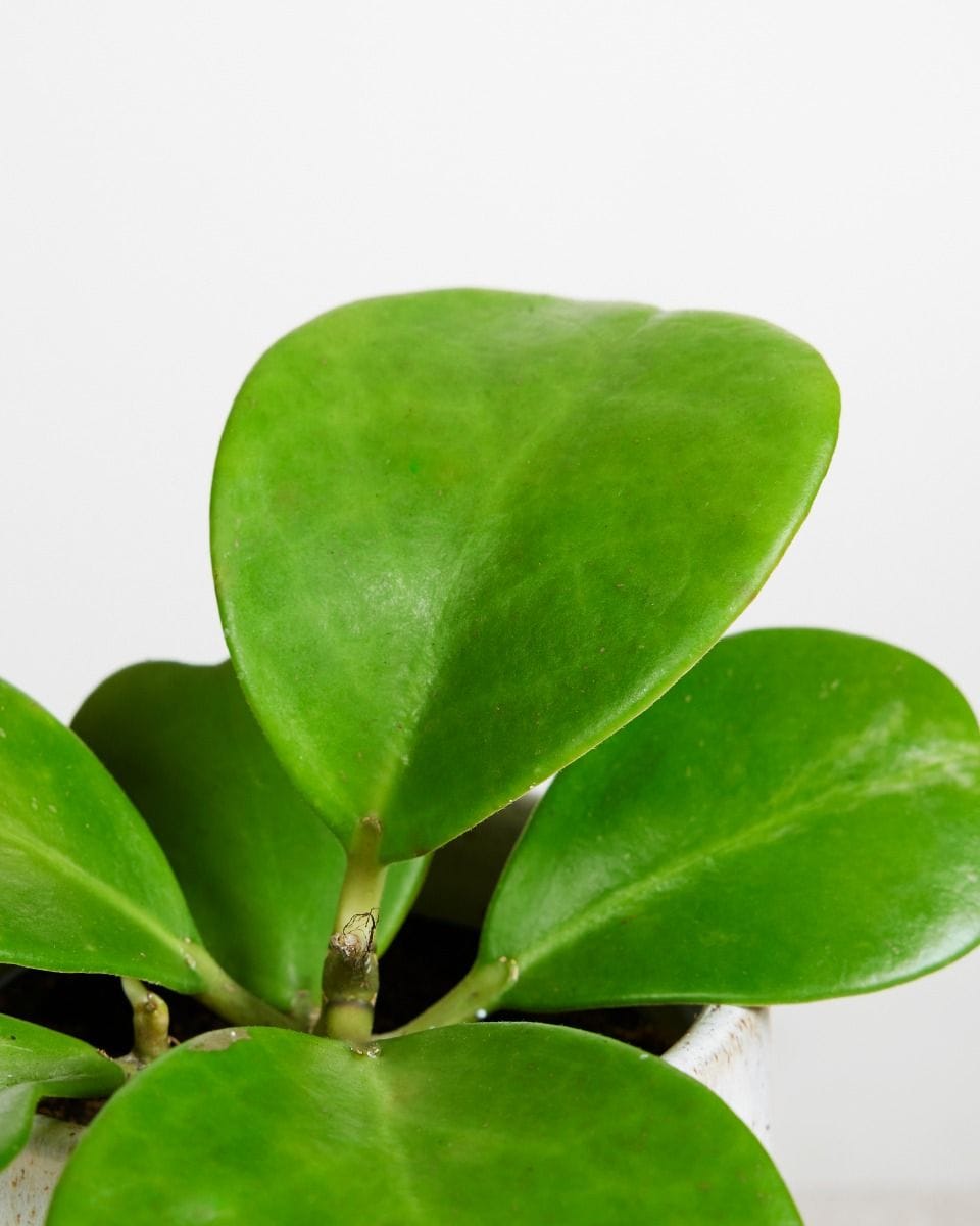 Hoya Kerrii