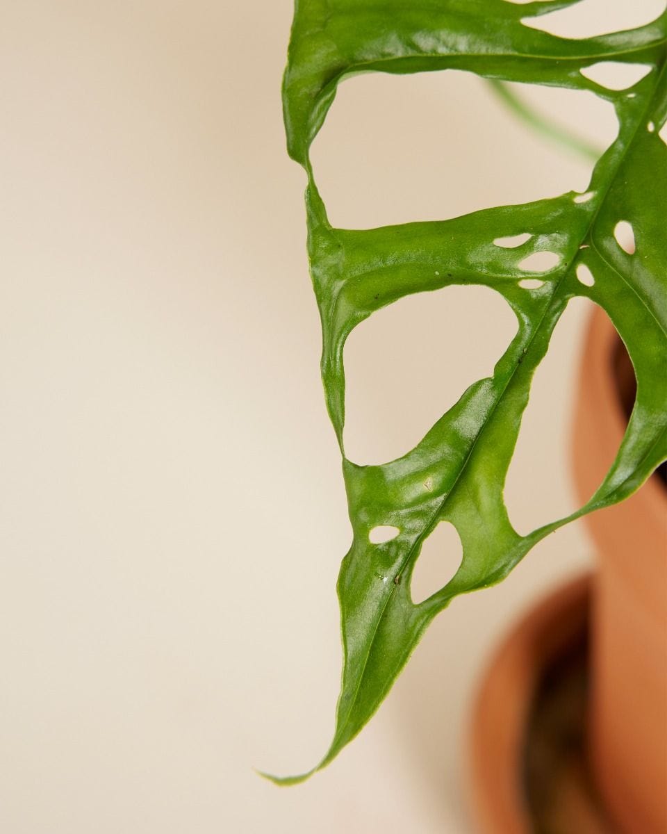Monstera Obliqua
