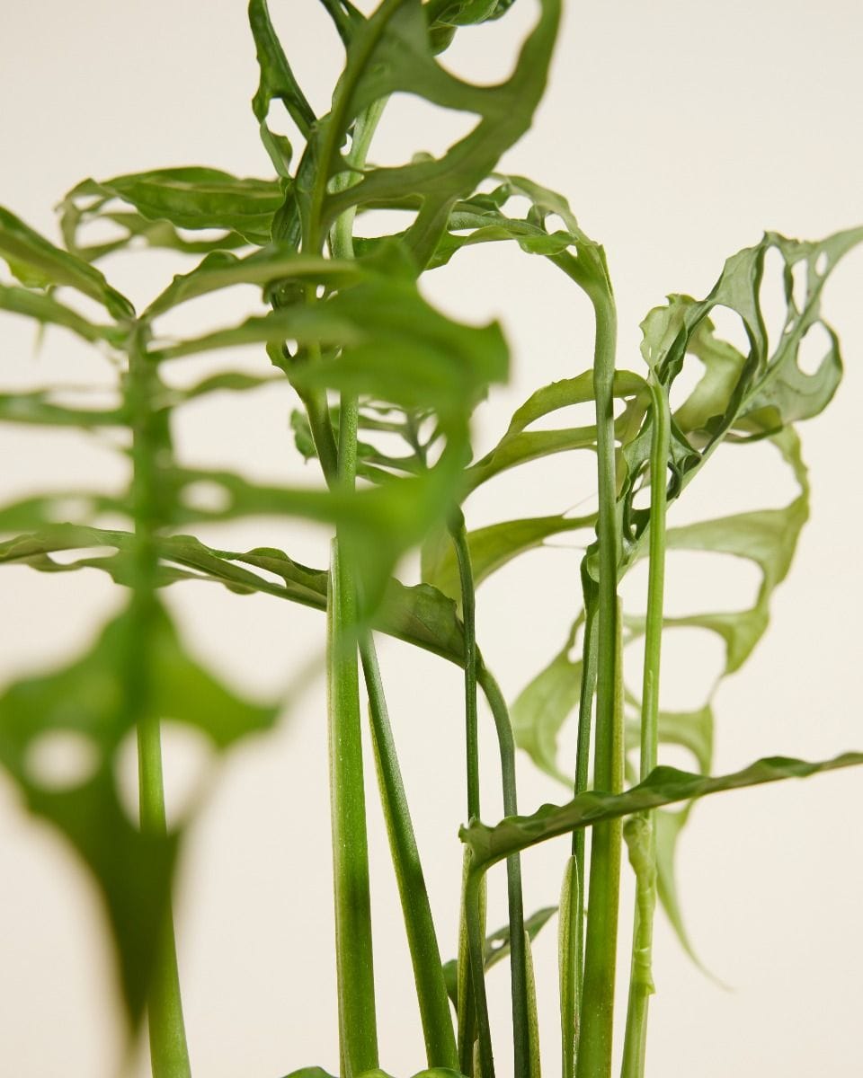 Monstera Obliqua