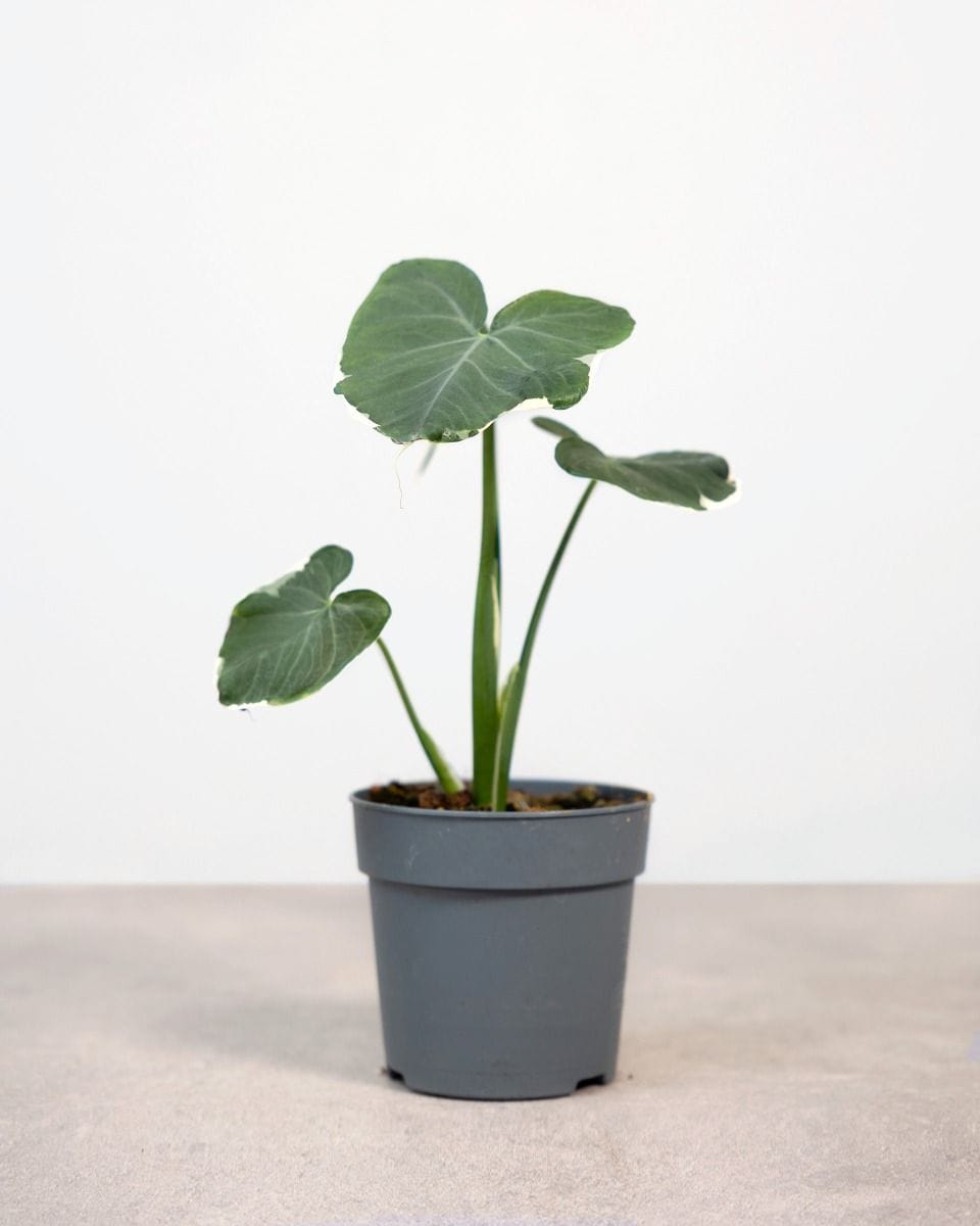 Alocasia Orecchie di Elefante Mickey Mouse