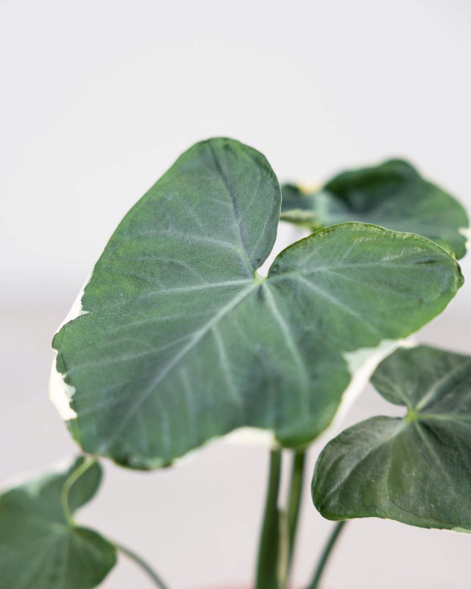 Alocasia Orecchie di Elefante Mickey Mouse