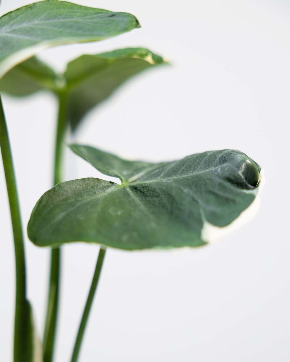 Alocasia Orecchie di Elefante Mickey Mouse