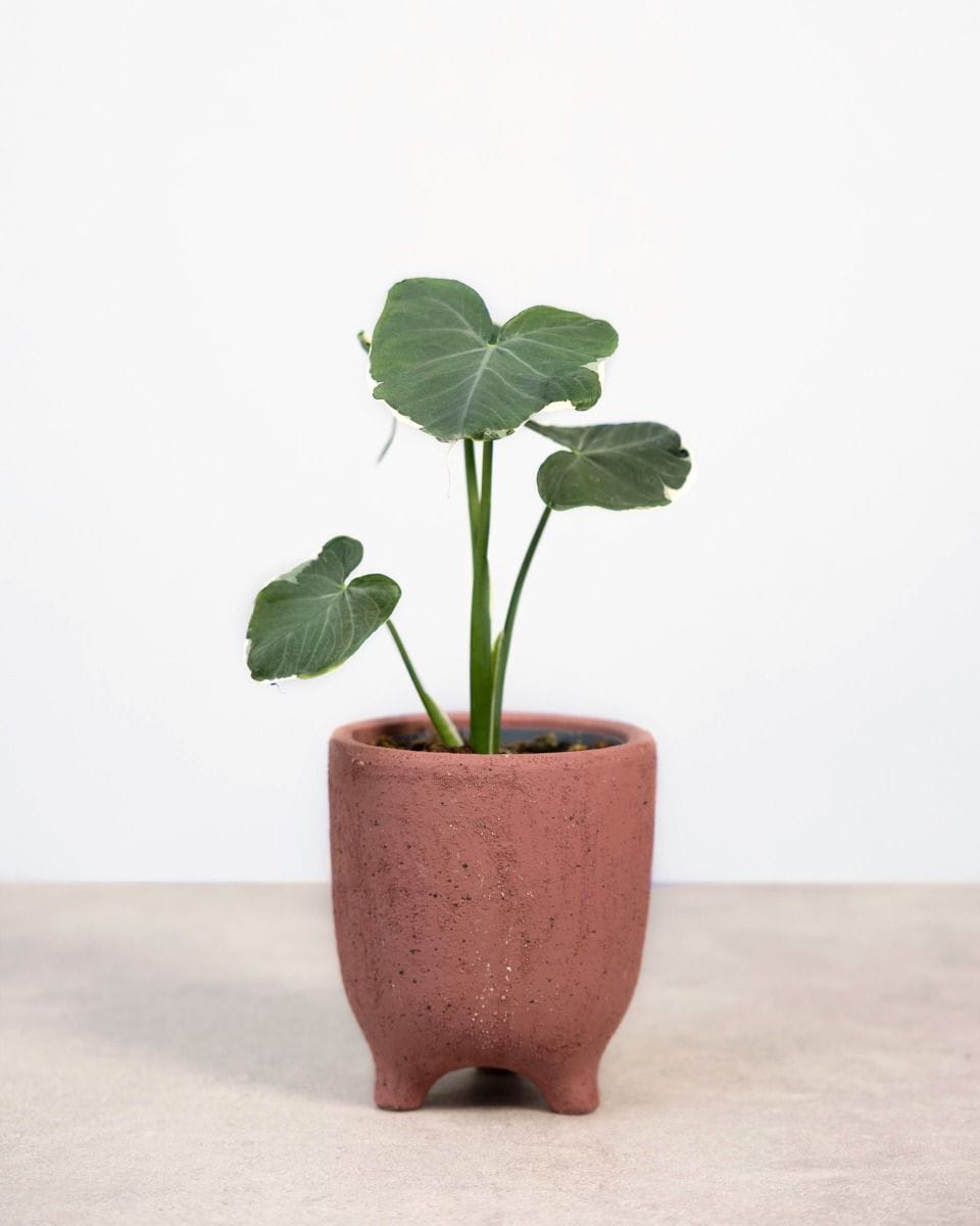 Alocasia Orecchie di Elefante Mickey Mouse