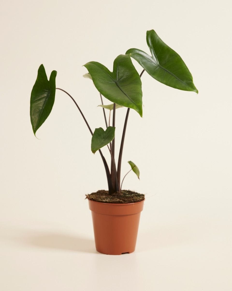 Alocasia Elephant Ears Black Zebrina