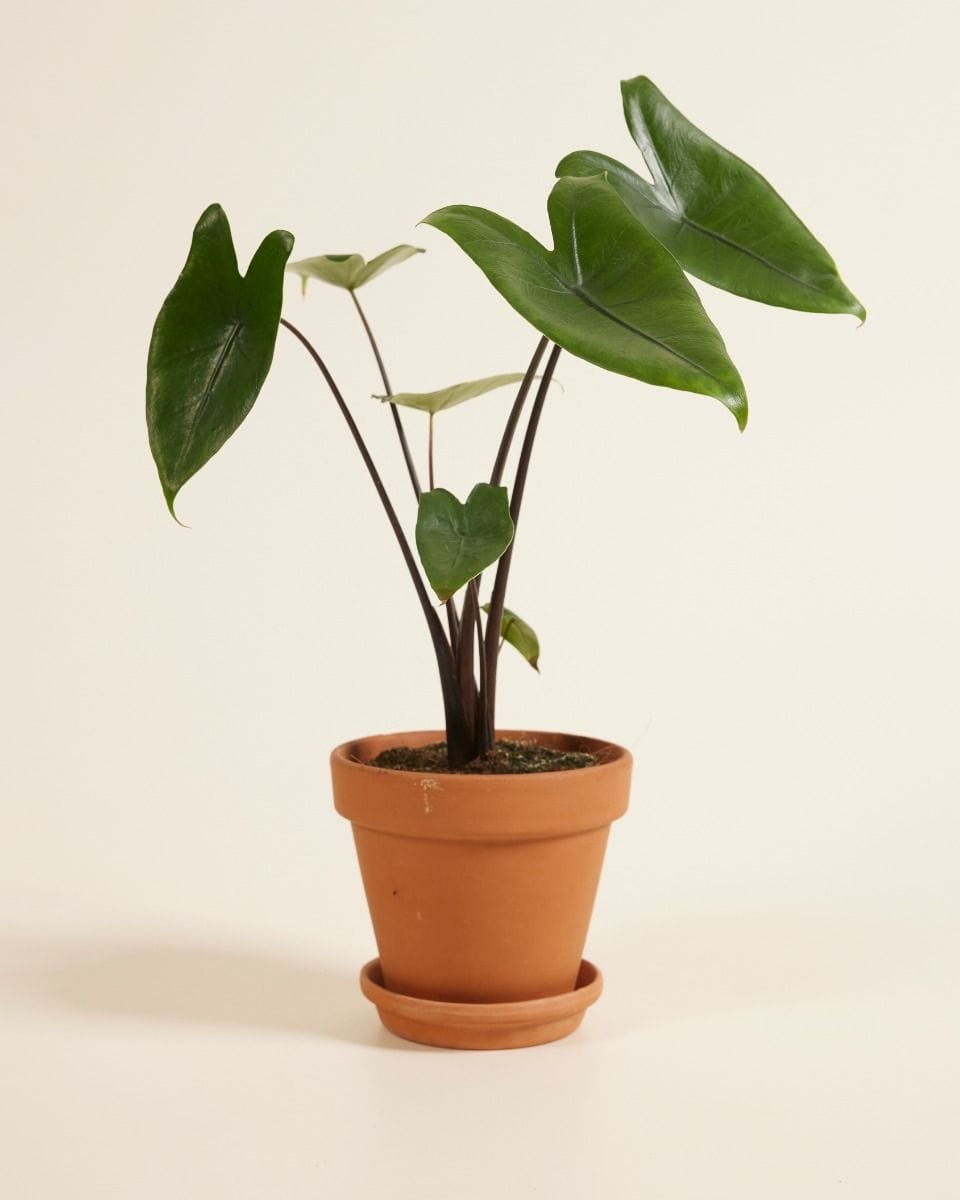 Alocasia Elephant Ears Black Zebrina