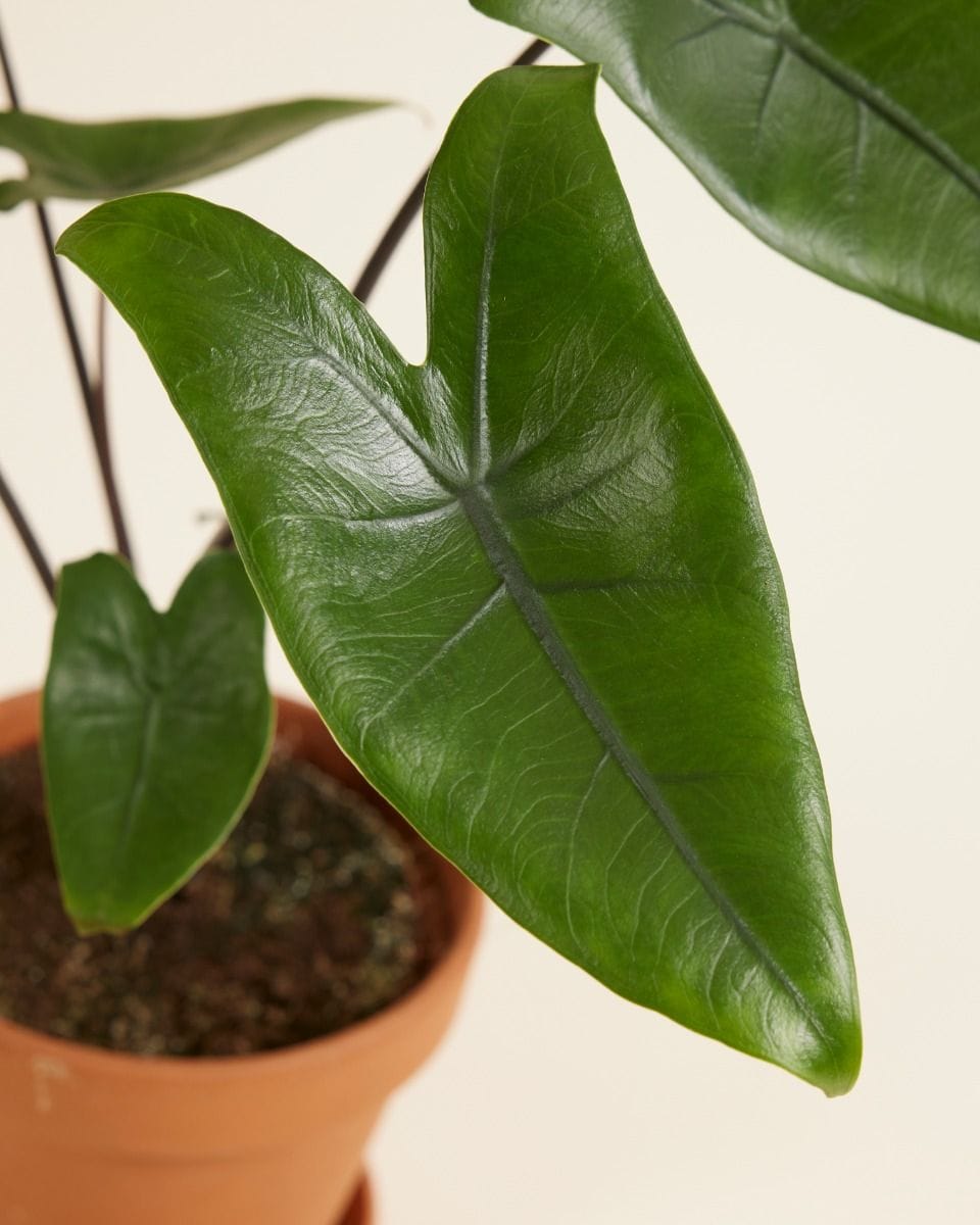Alocasia Elephant Ears Black Zebrina