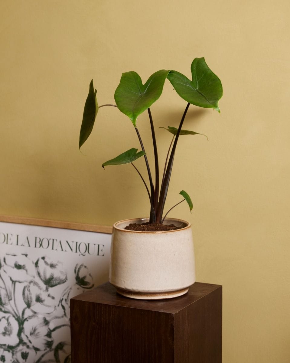 Alocasia Elephant Ears Black Zebrina