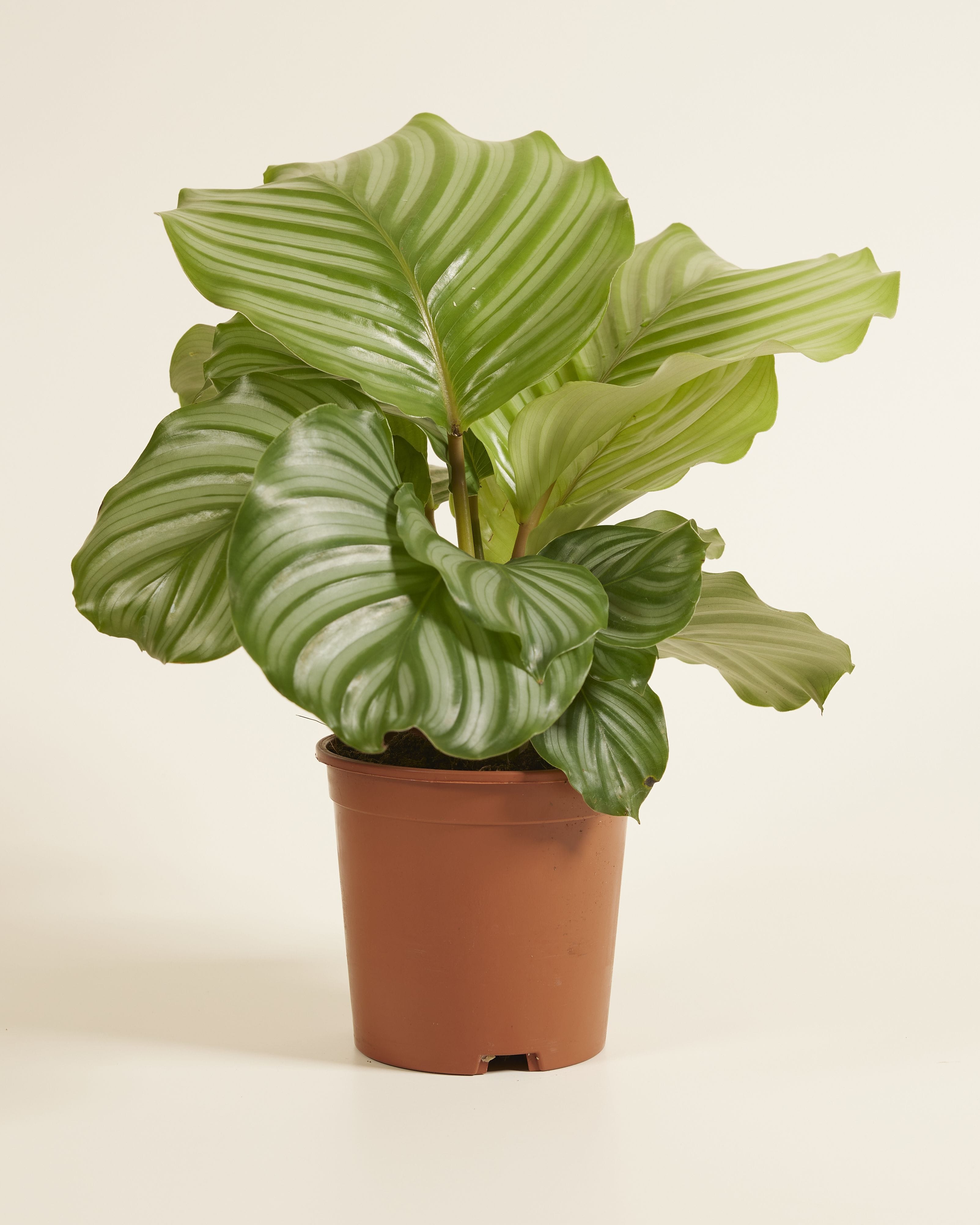 Calathea Prayer Plant Orbifolia