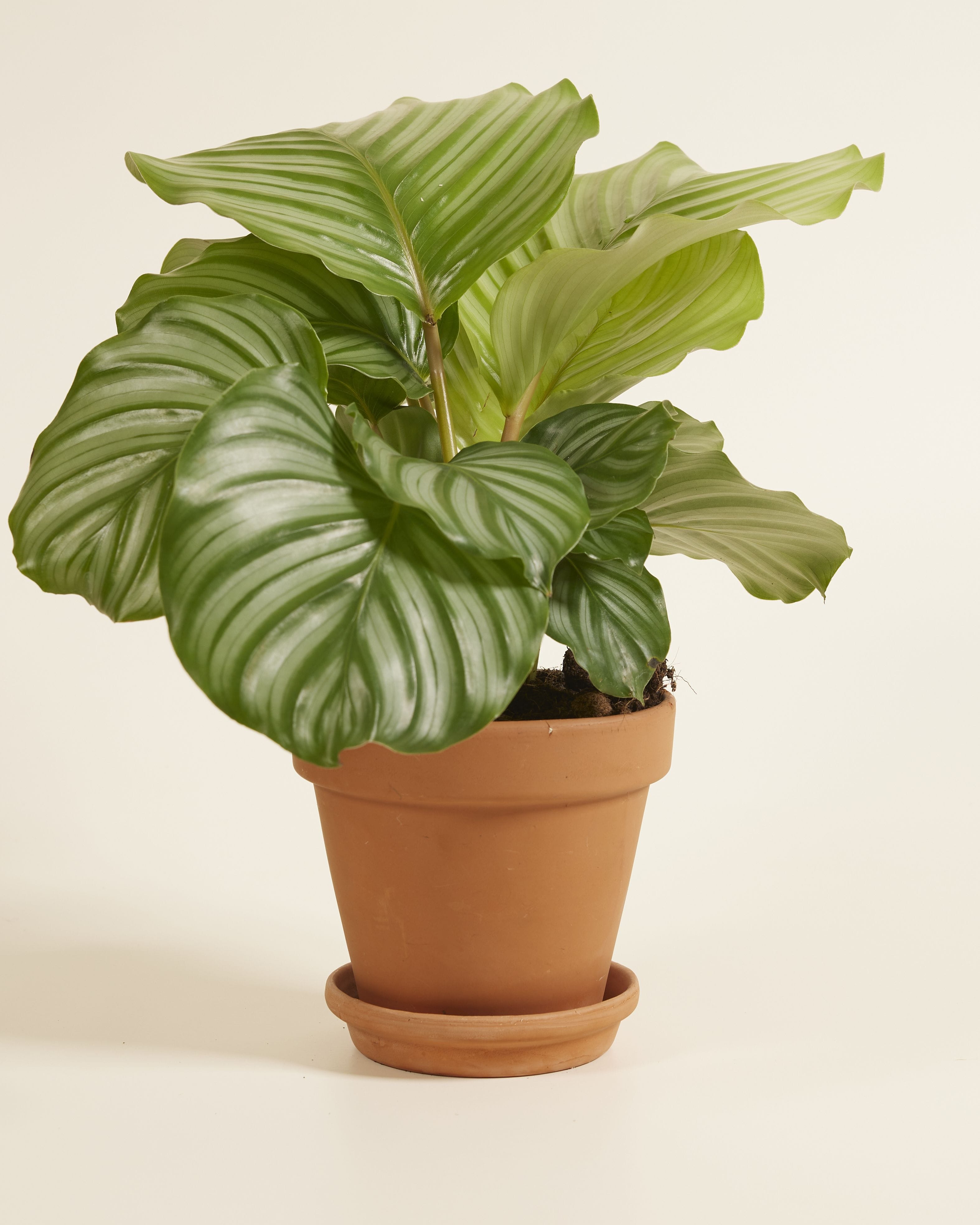 Calathea Prayer Plant Orbifolia