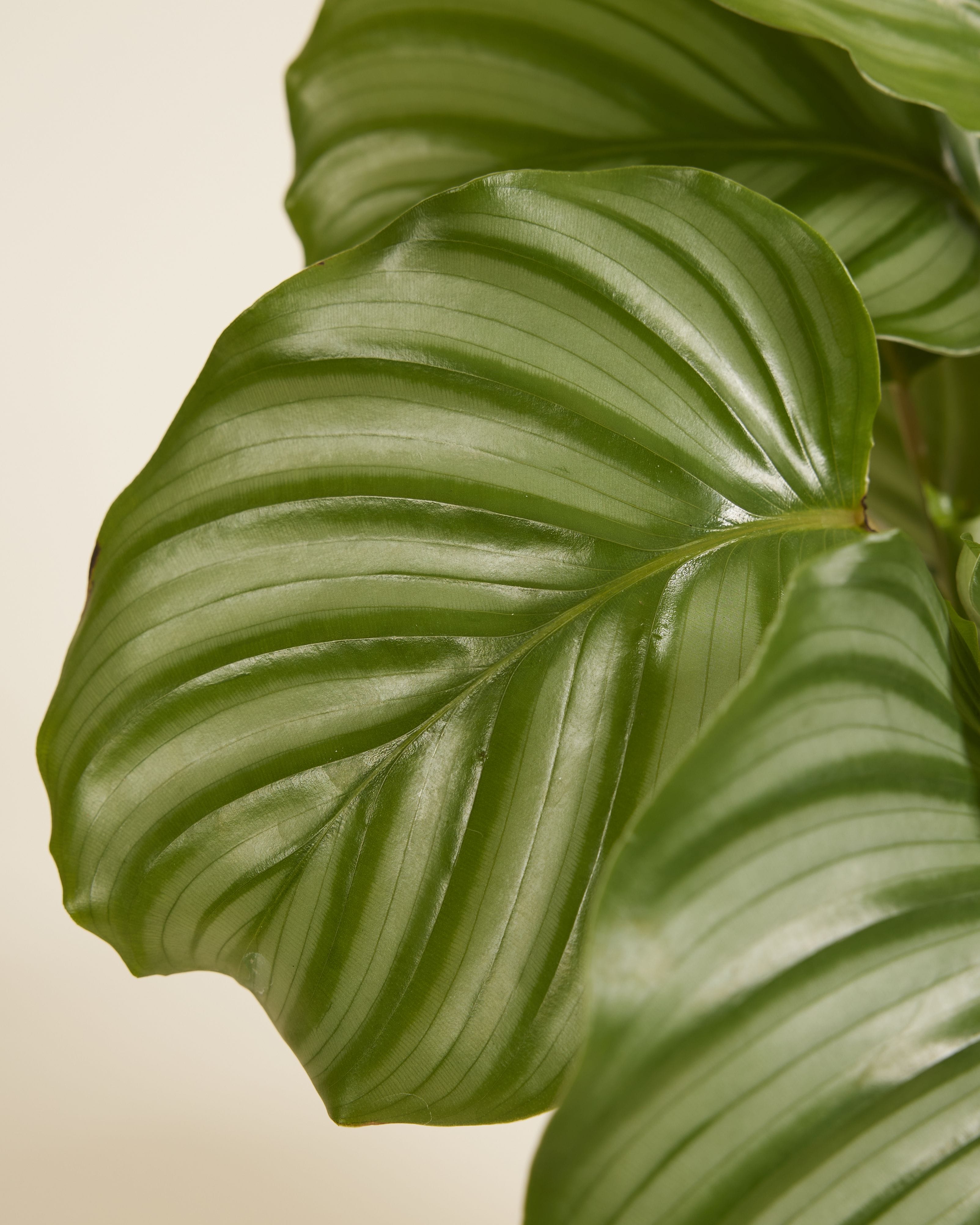 Calathea Prayer Plant Orbifolia
