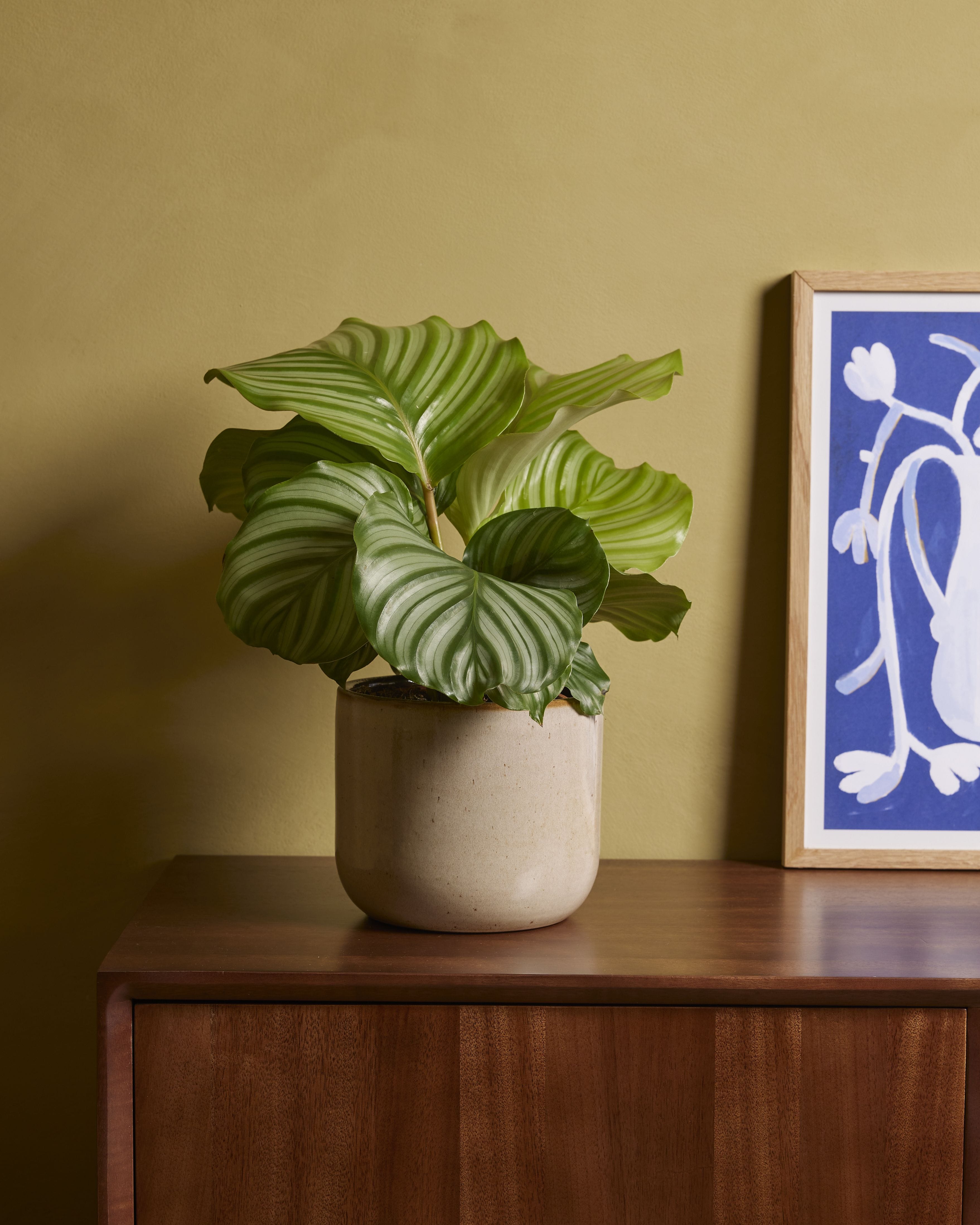 Calathea Prayer Plant Orbifolia