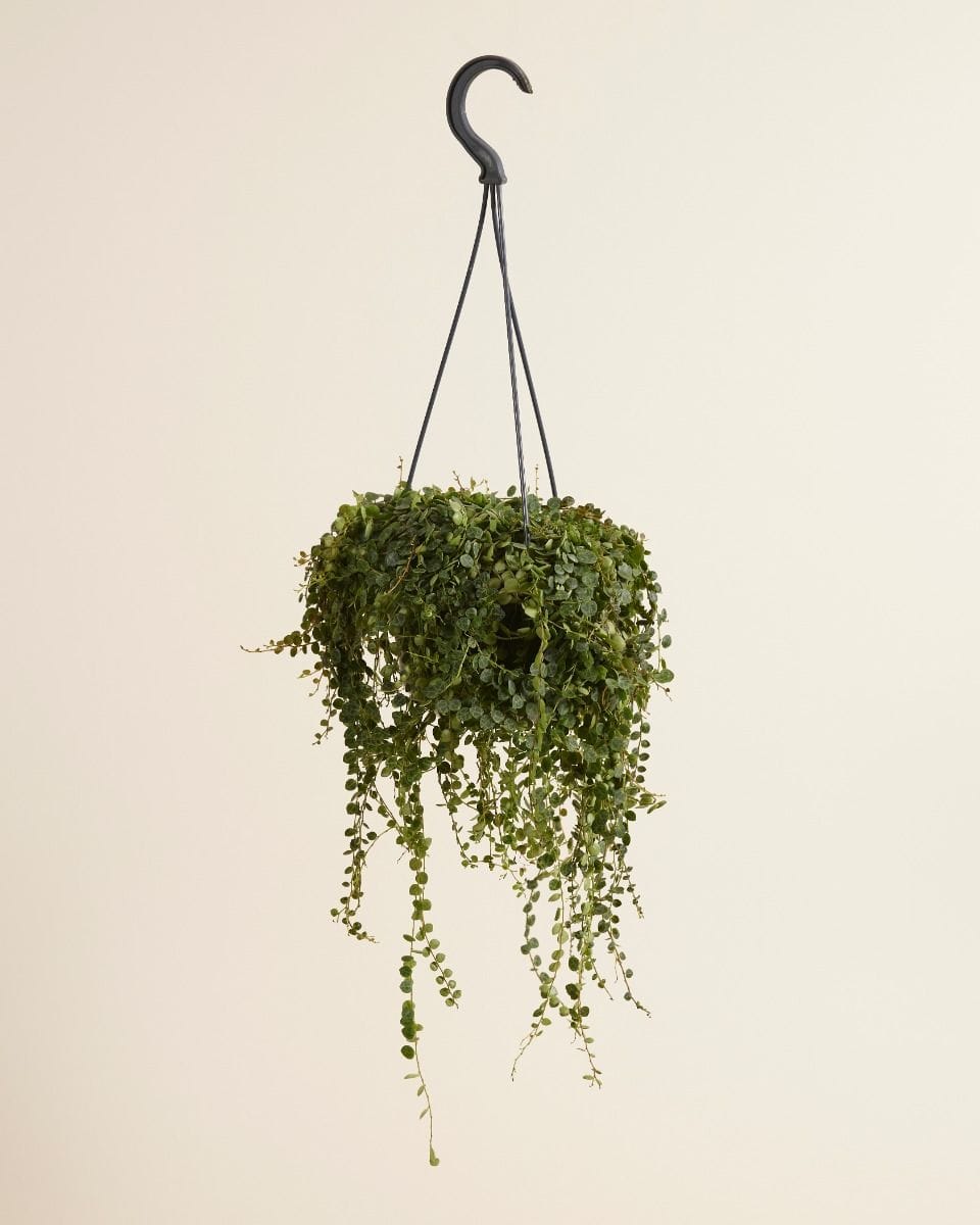 Peperomia Prostrata