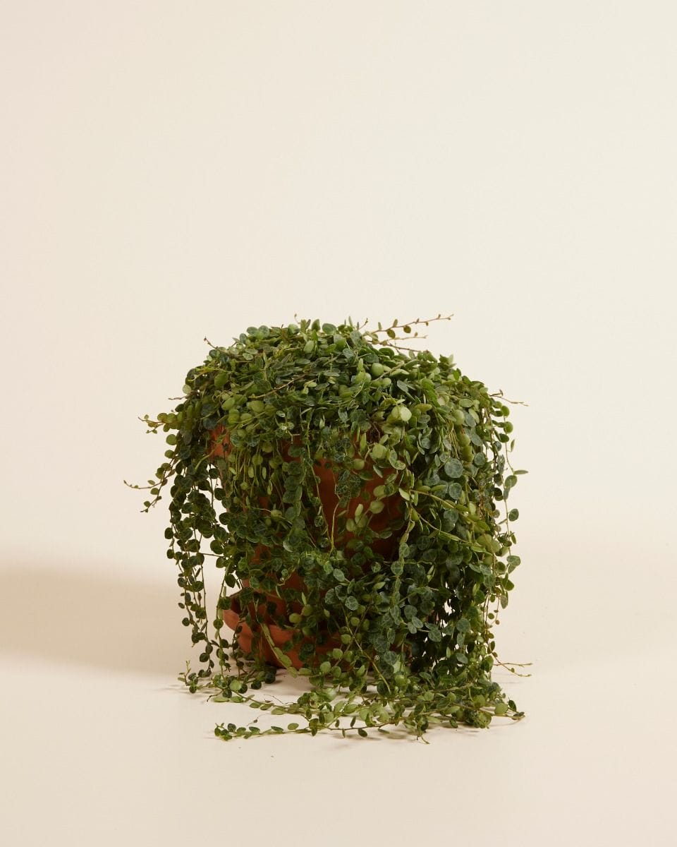 Peperomia Prostrata