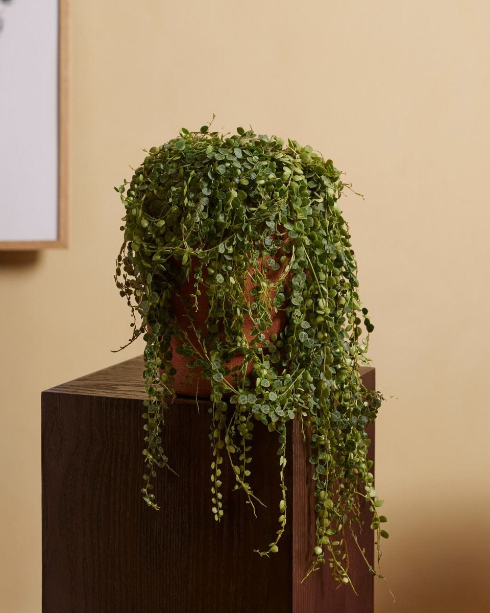 Peperomia Prostrata