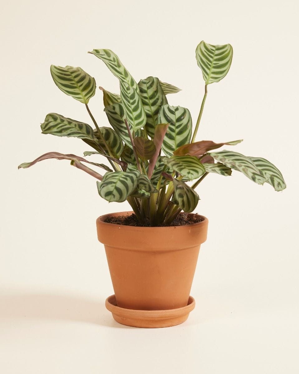 Ctenanthe Burle Marxii