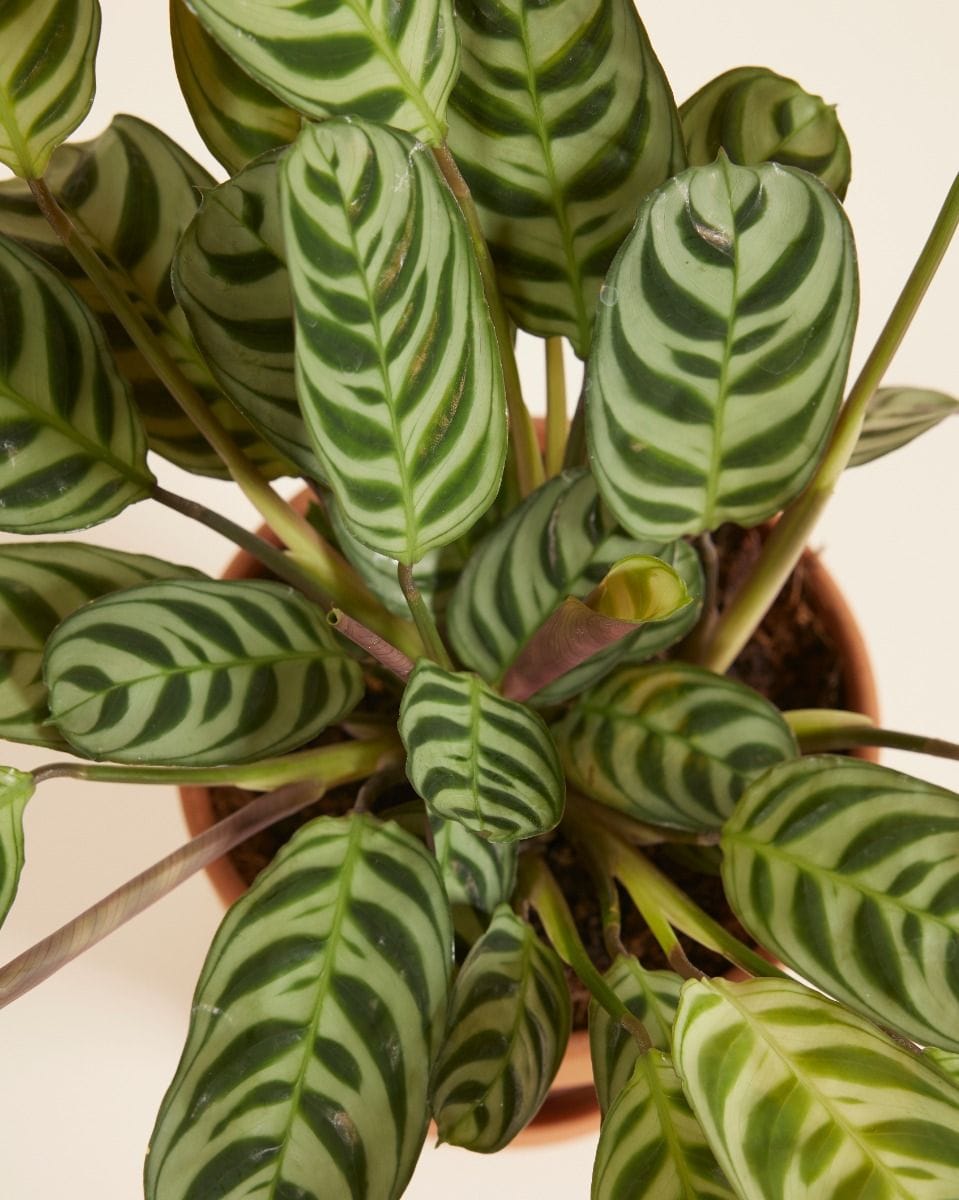 Ctenanthe Burle Marxii