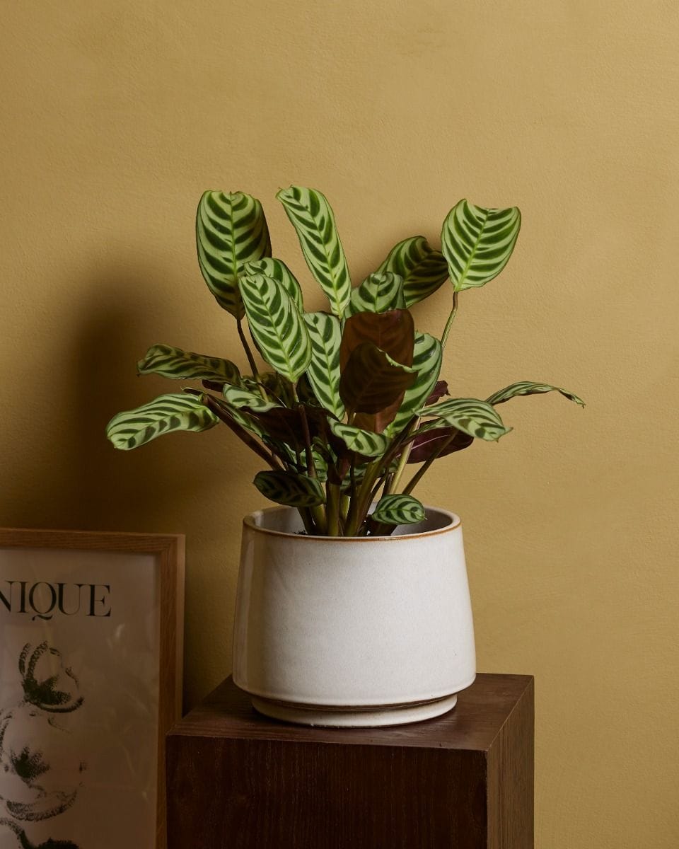 Ctenanthe Burle Marxii