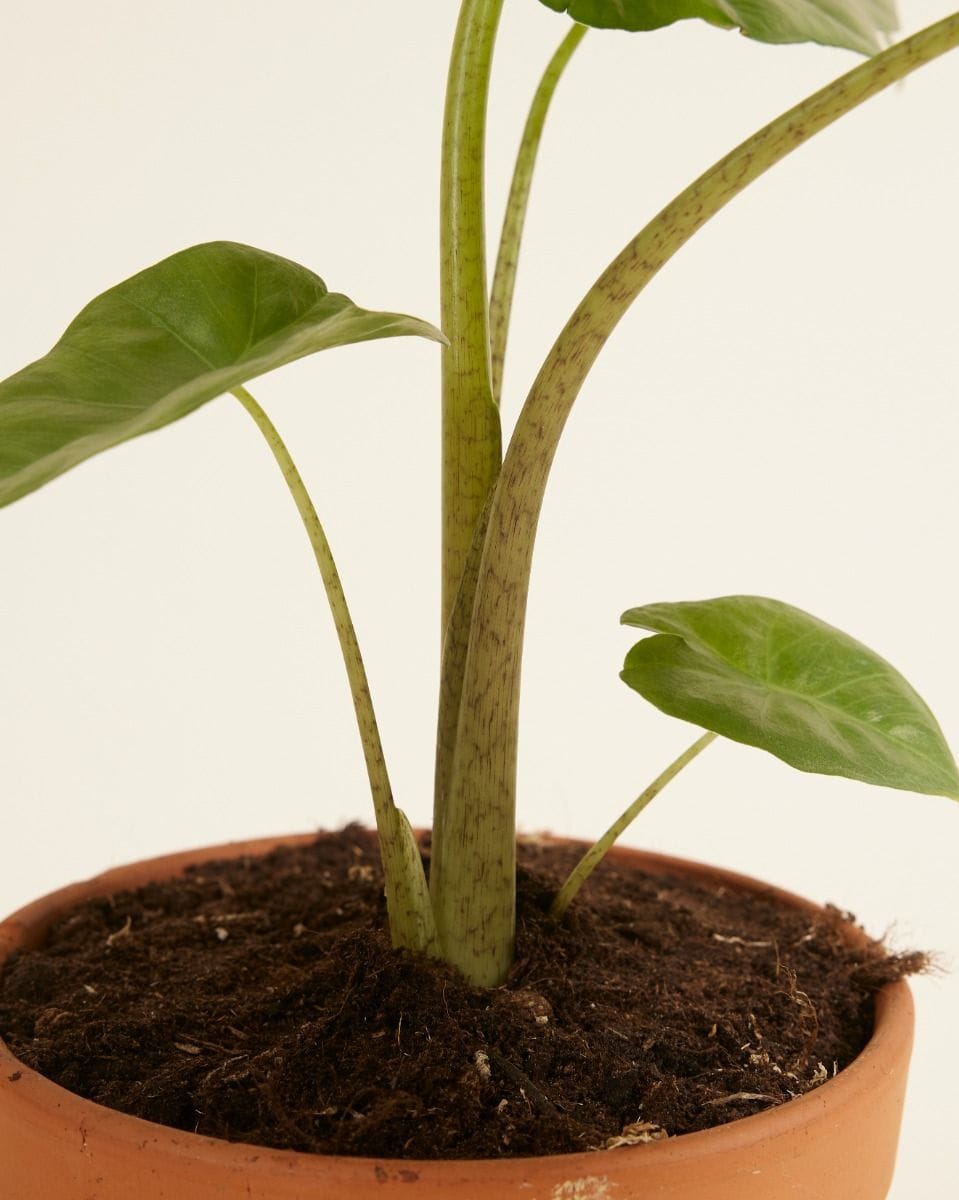 Alocasia Elephant Ears Portodora