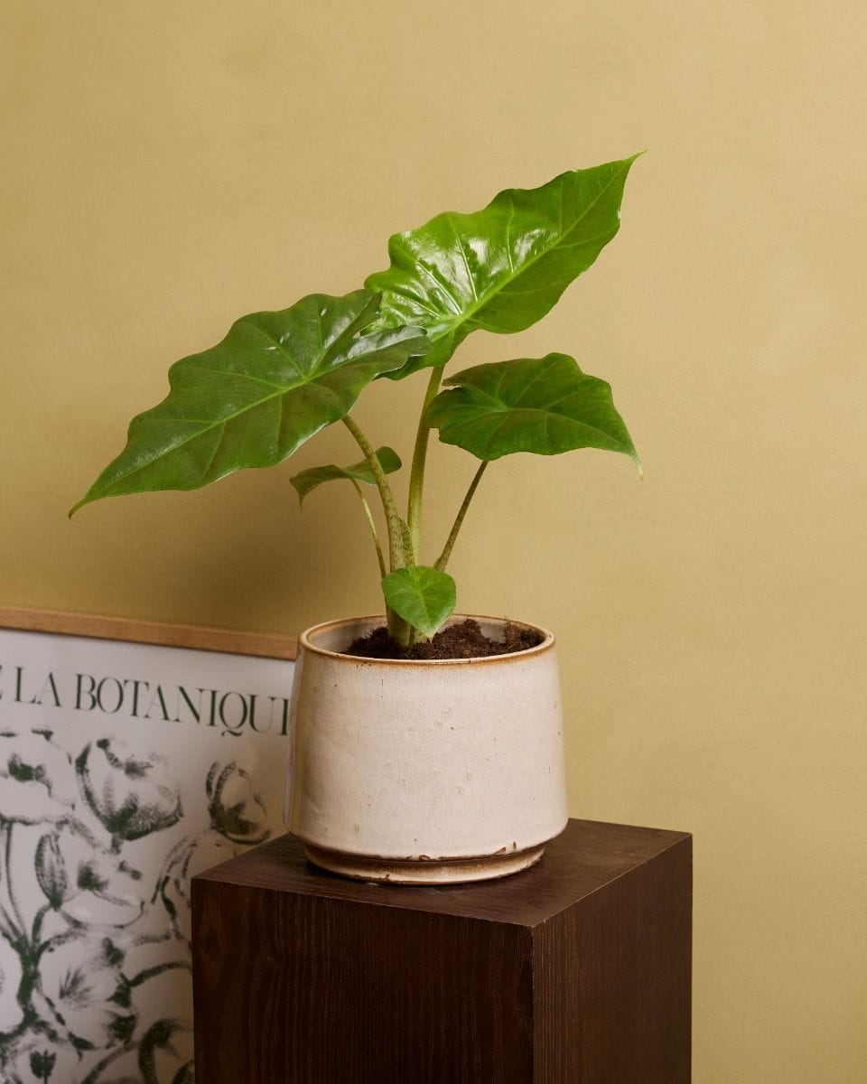 Alocasia Elephant Ears Portodora