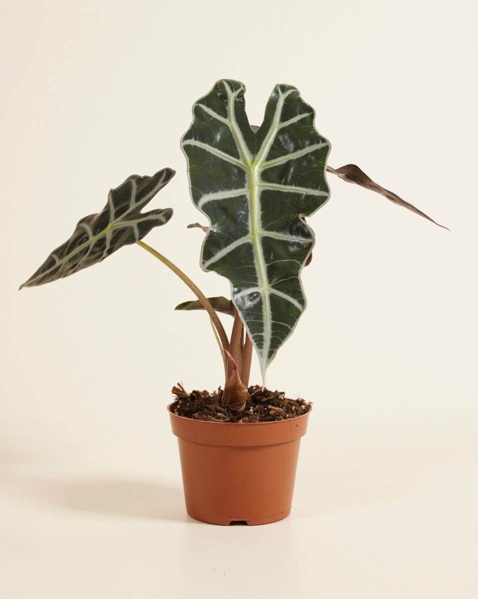 Alocasia Elefantenohr Polly