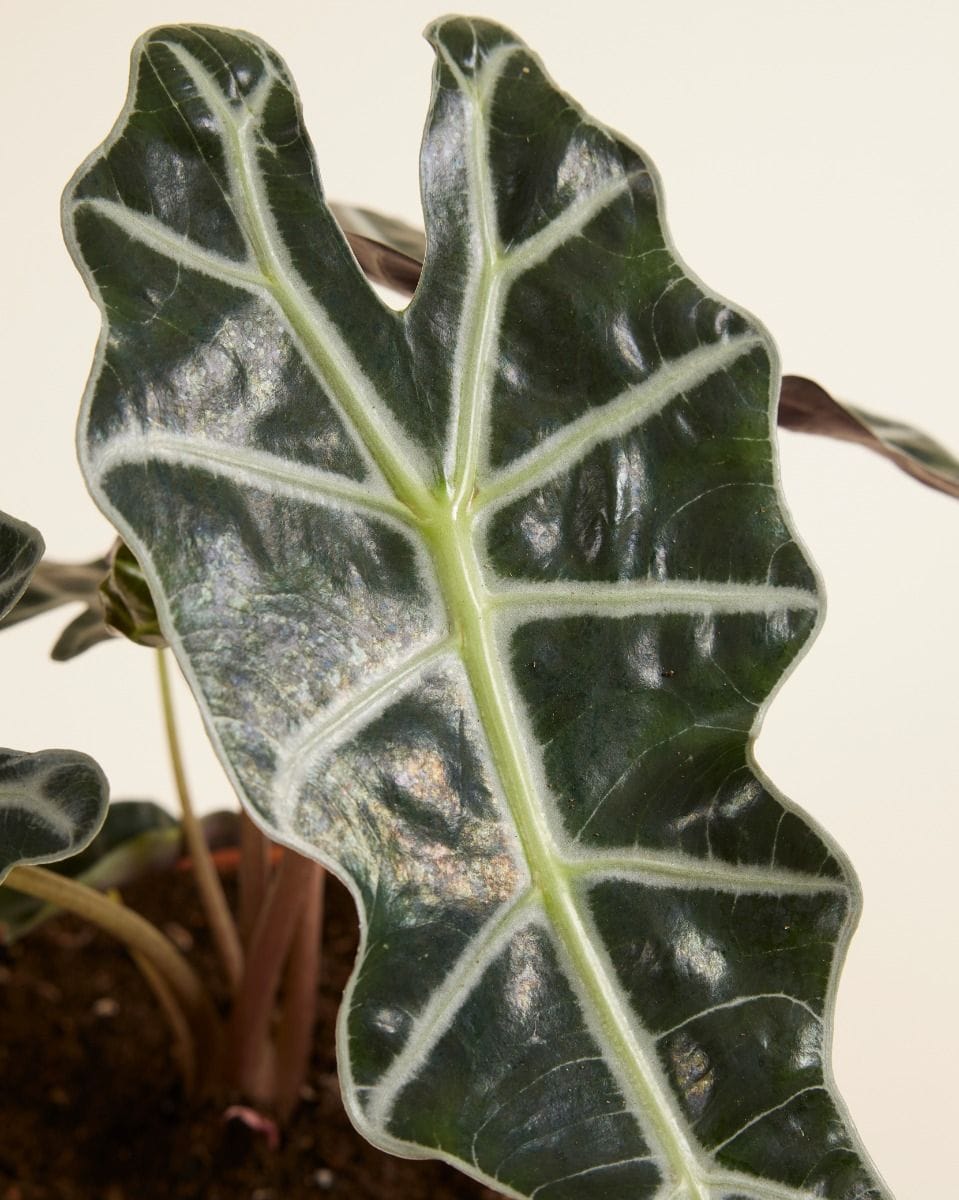 Alocasia Elefantenohr Polly